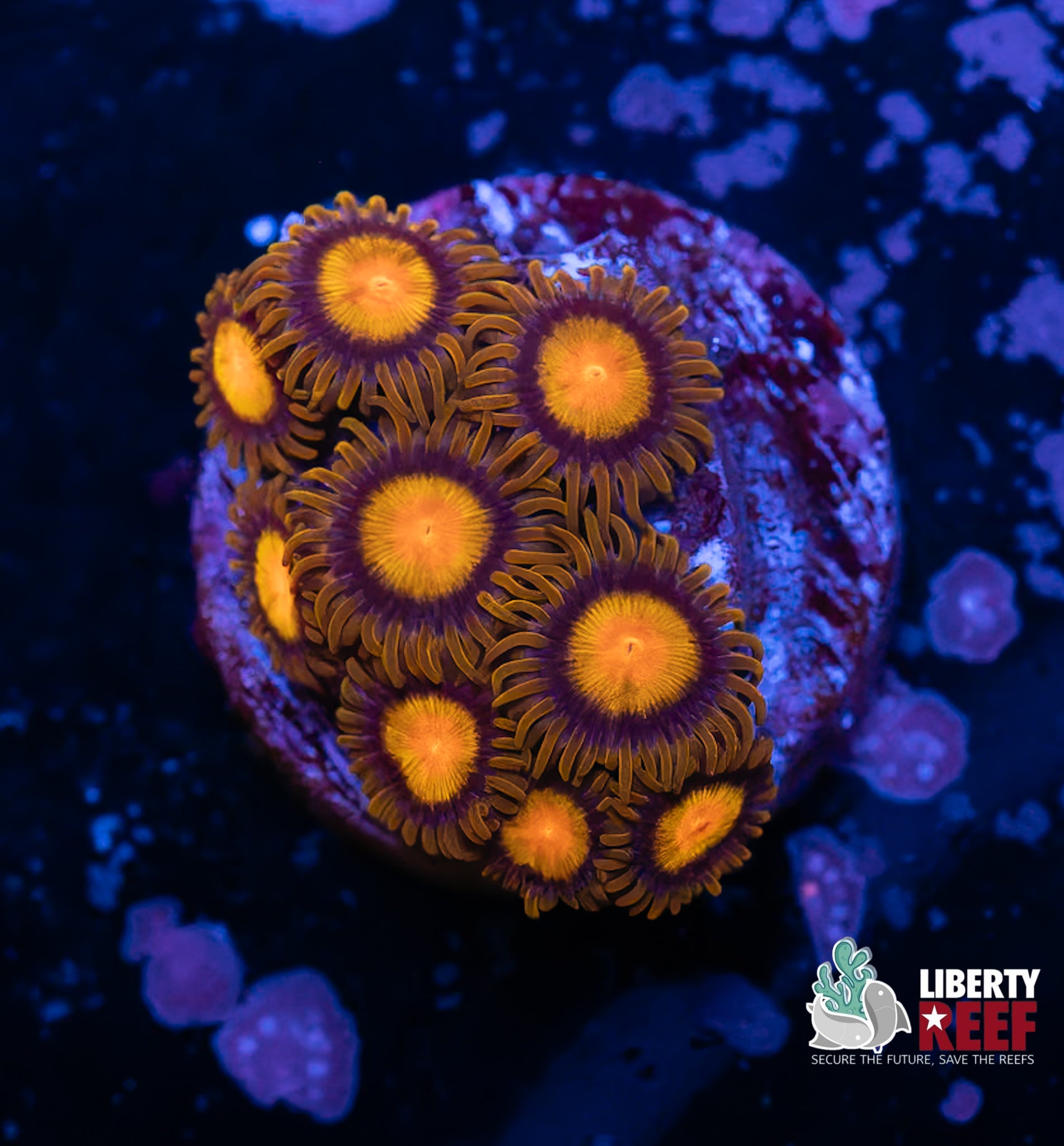 King Midas Zoas