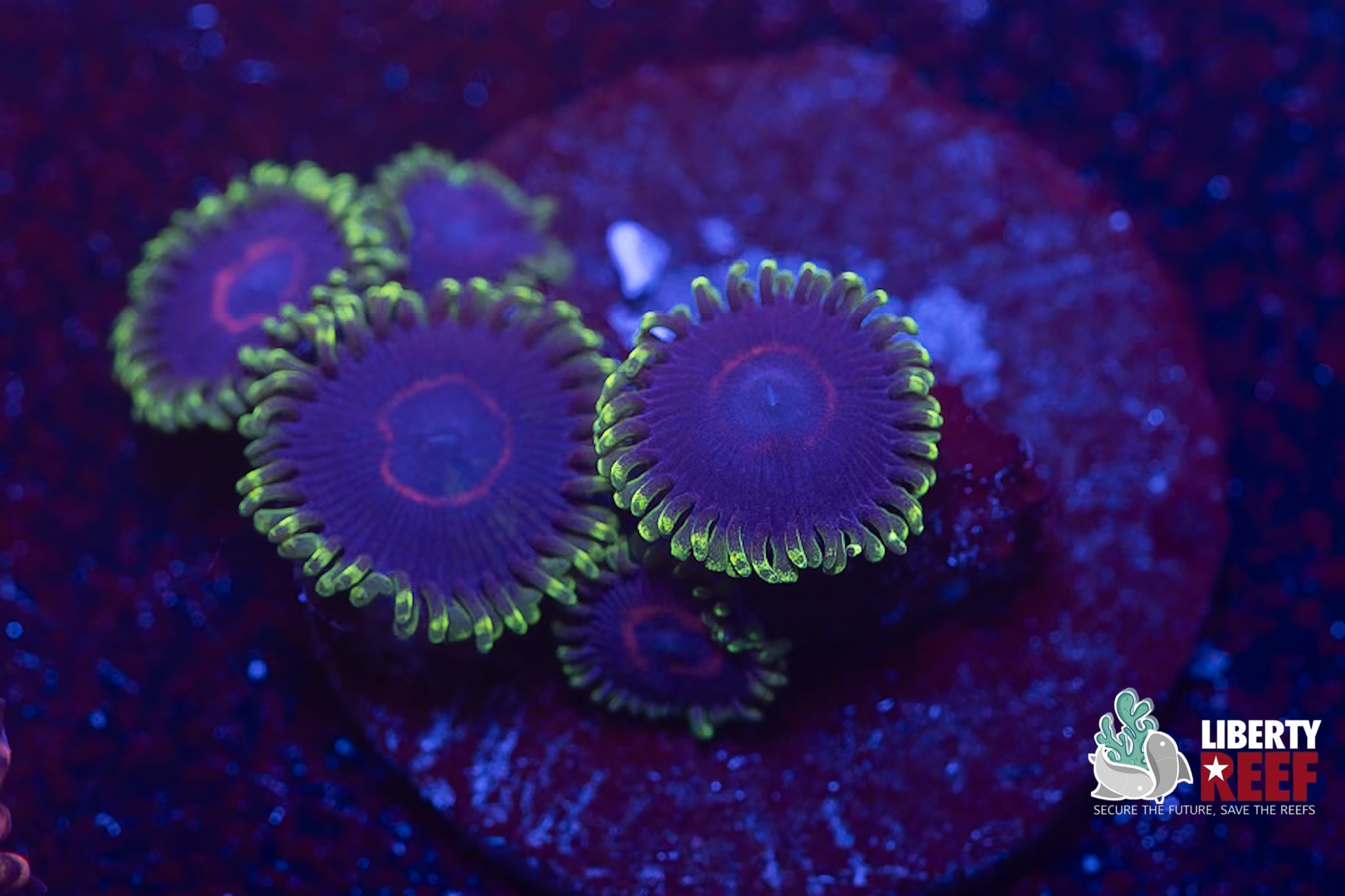 WWC Purple Hearts Zoas