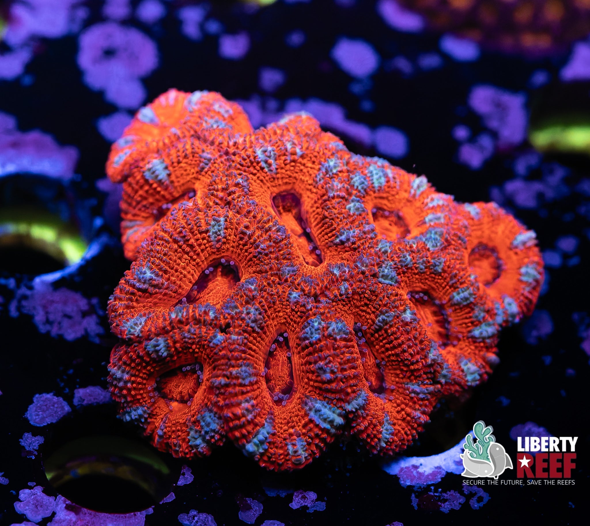 Liberty Reef Auction