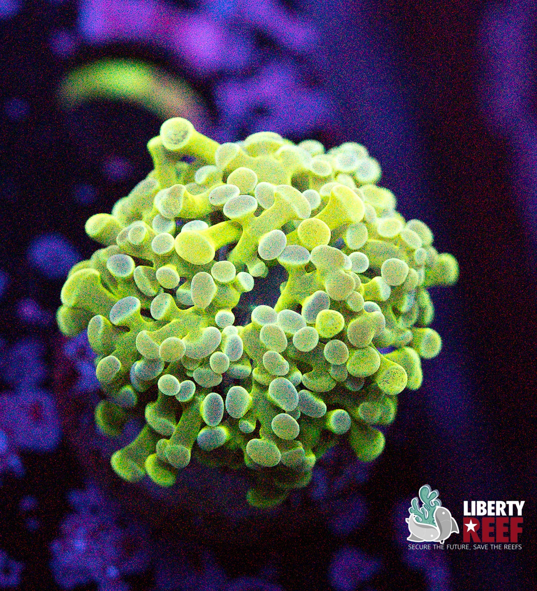 Lemon Lime Frogspawn