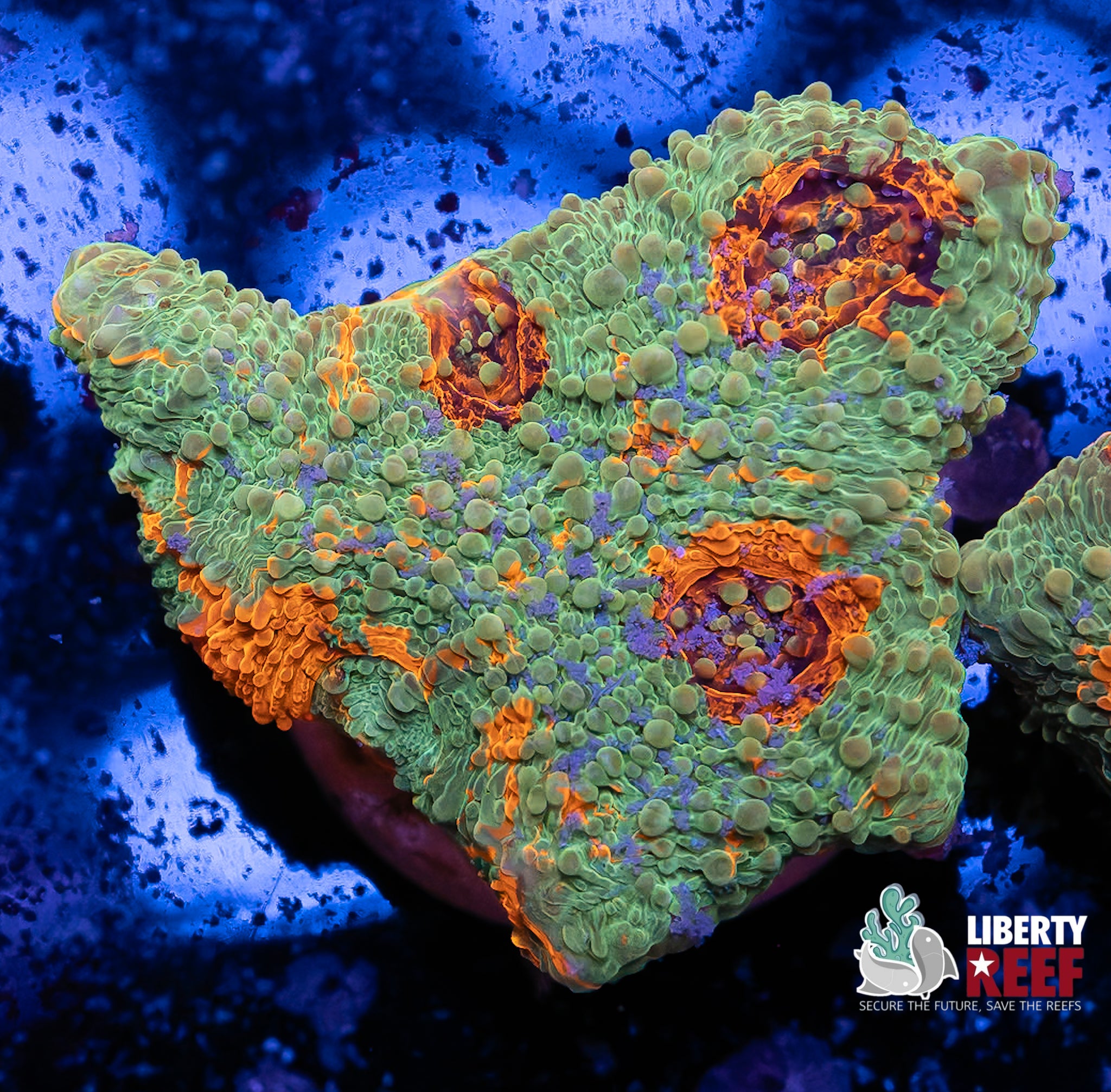 Insane Rainbow Acan Enchinata