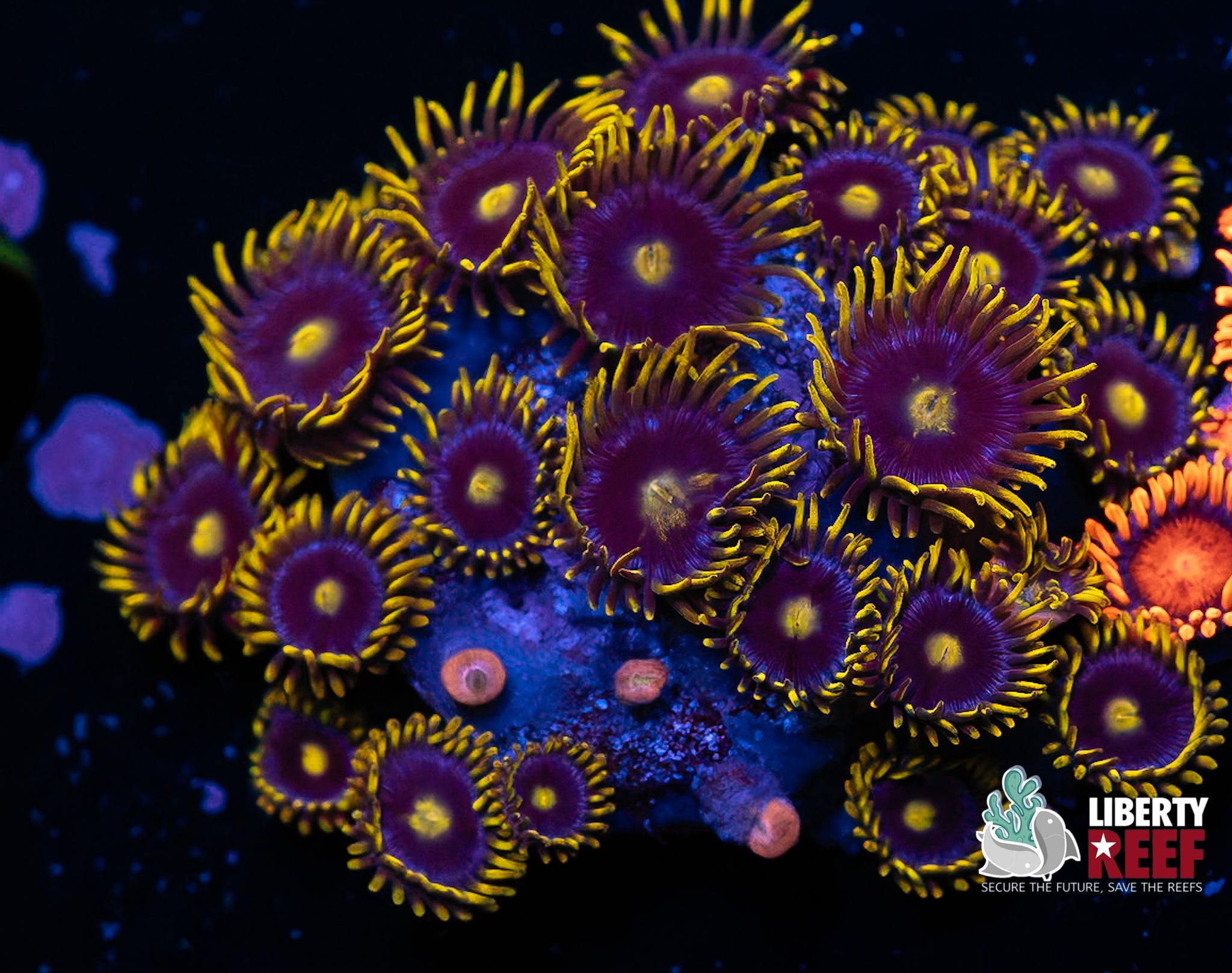 Blueberry Fields Zoas