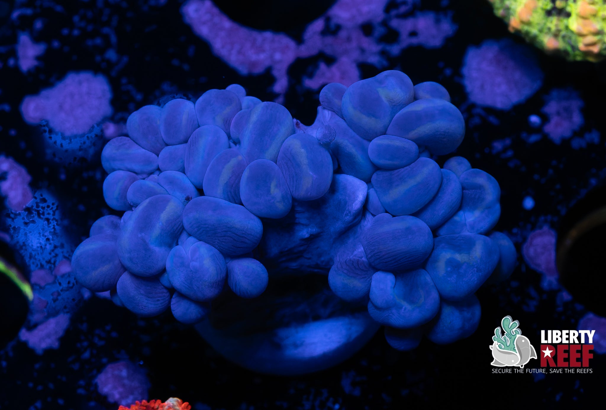 Blue Branching Bubble Coral