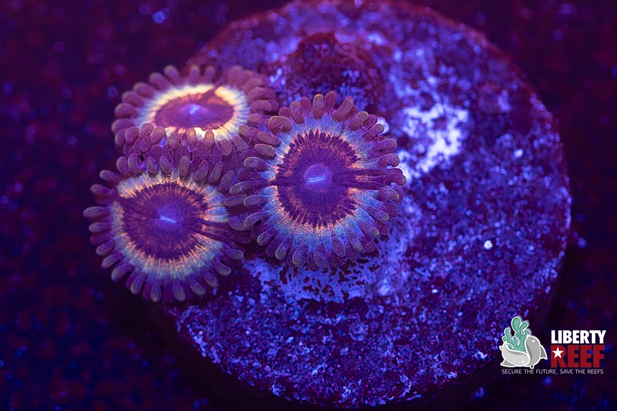 Sonic Flare Zoas