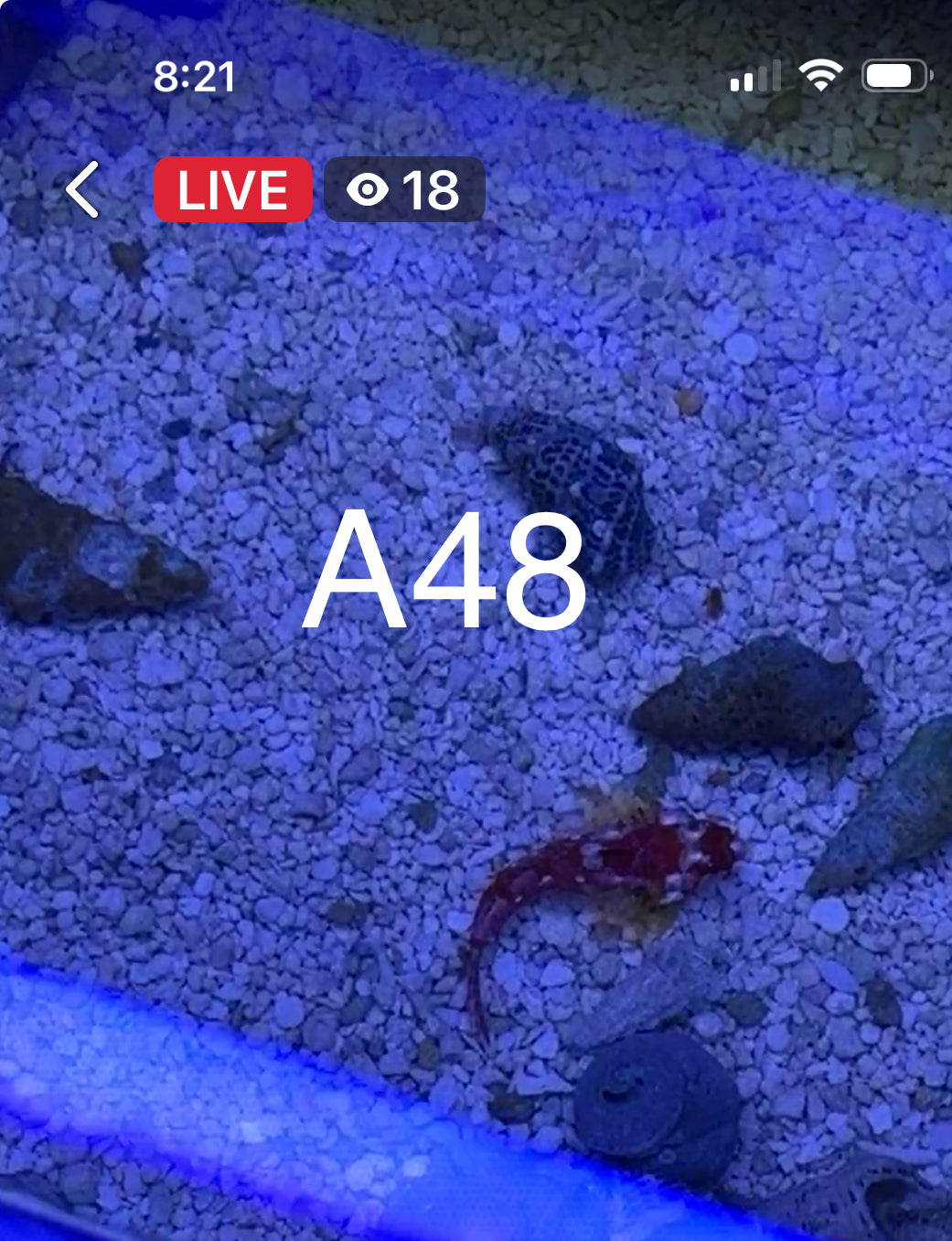 9/6 Facebook Live Auction