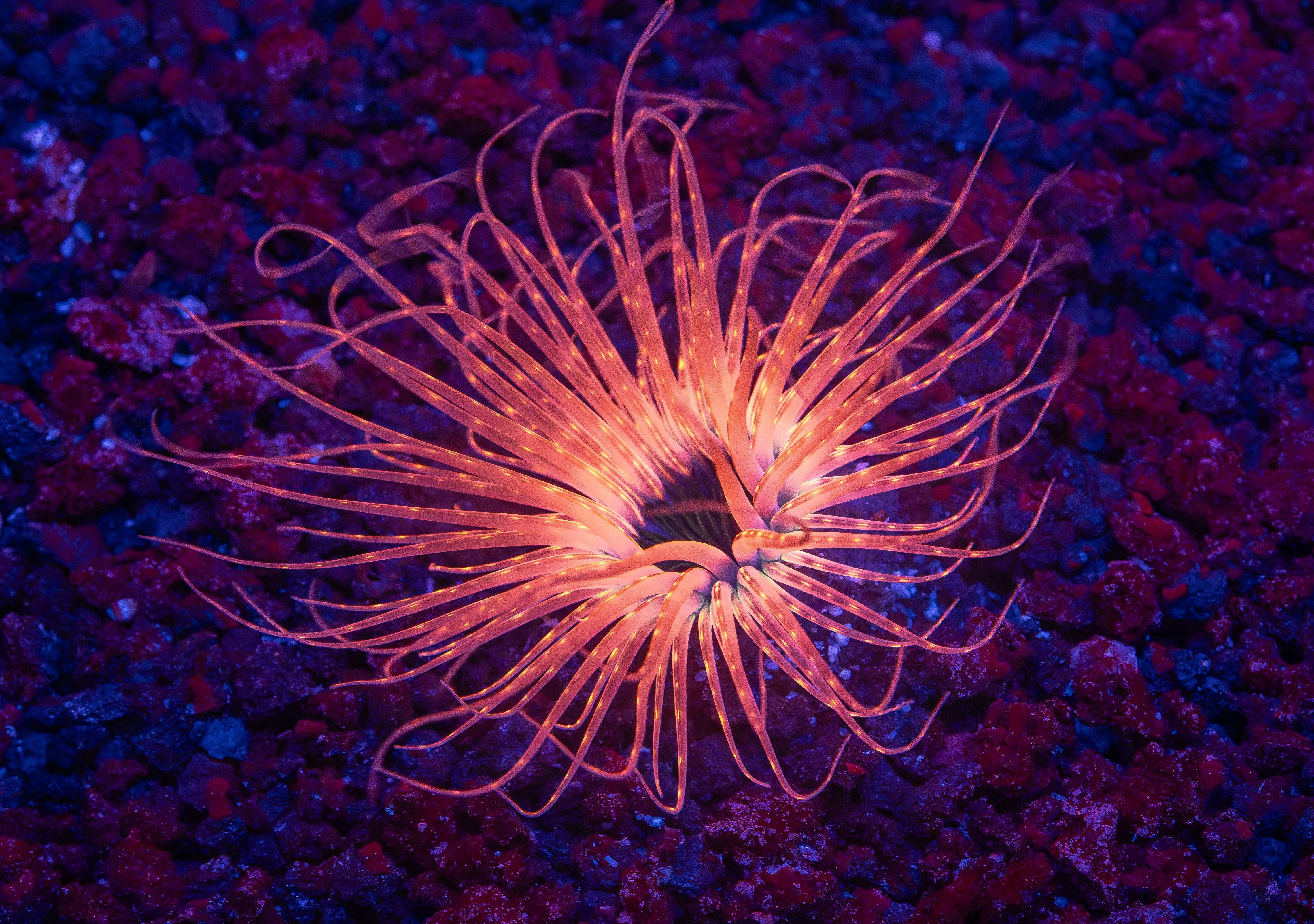 Pink Flame Tube Anemone