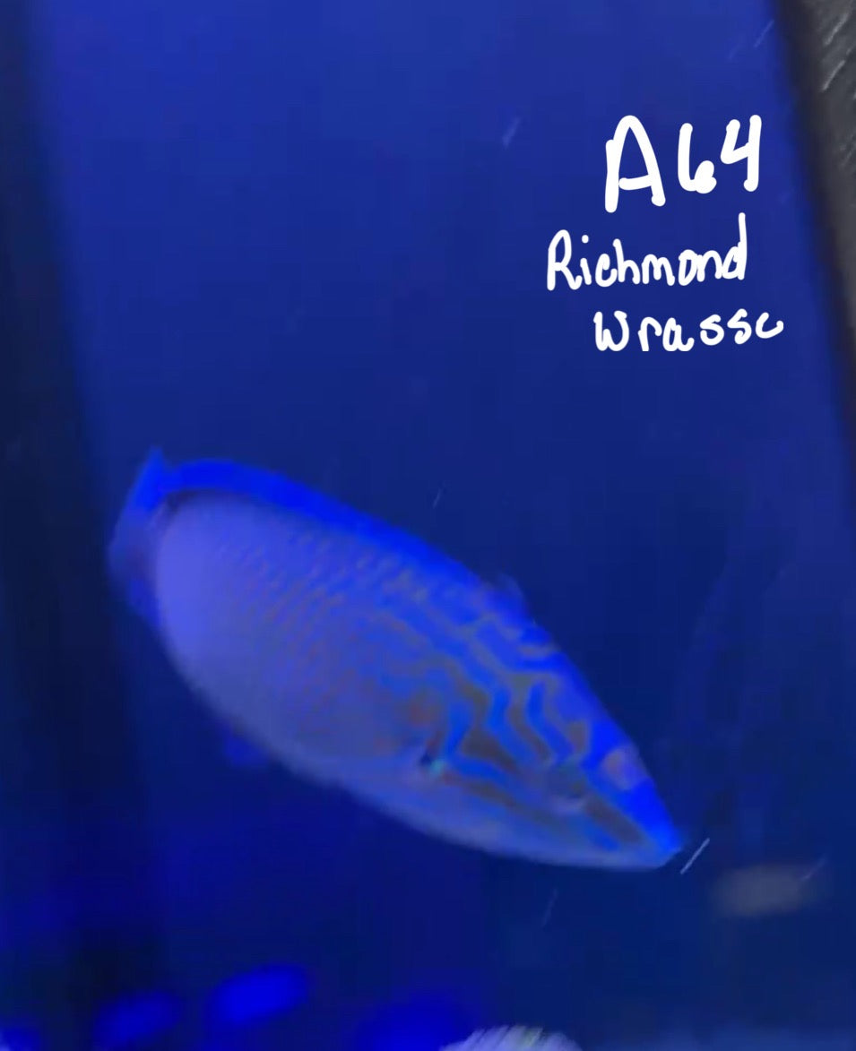 Kelsi Hohensee 10/25 Facebook Live Auction