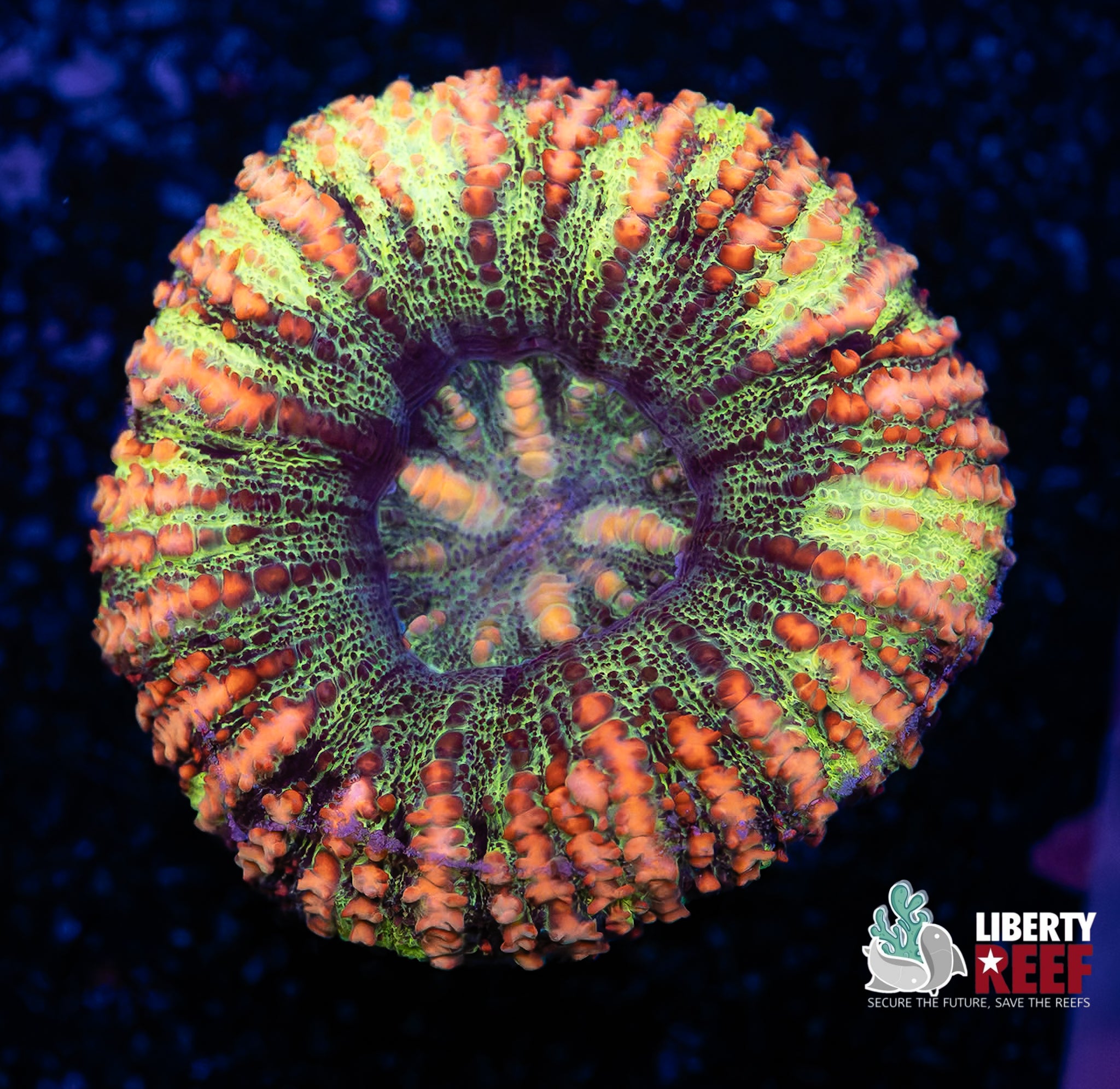 Wicked Ultra Button Scoly