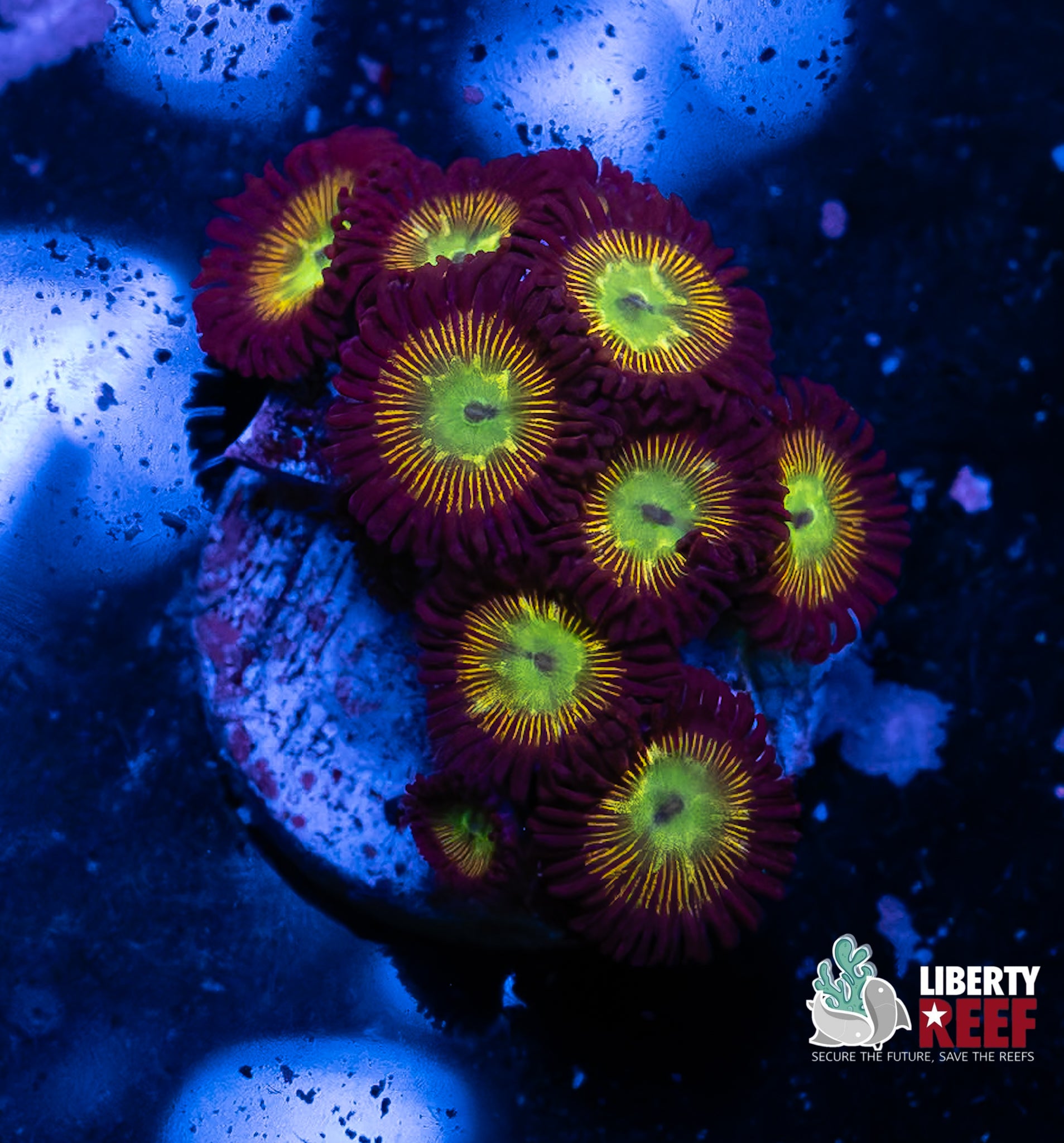 Nuclear Meltdown Zoas