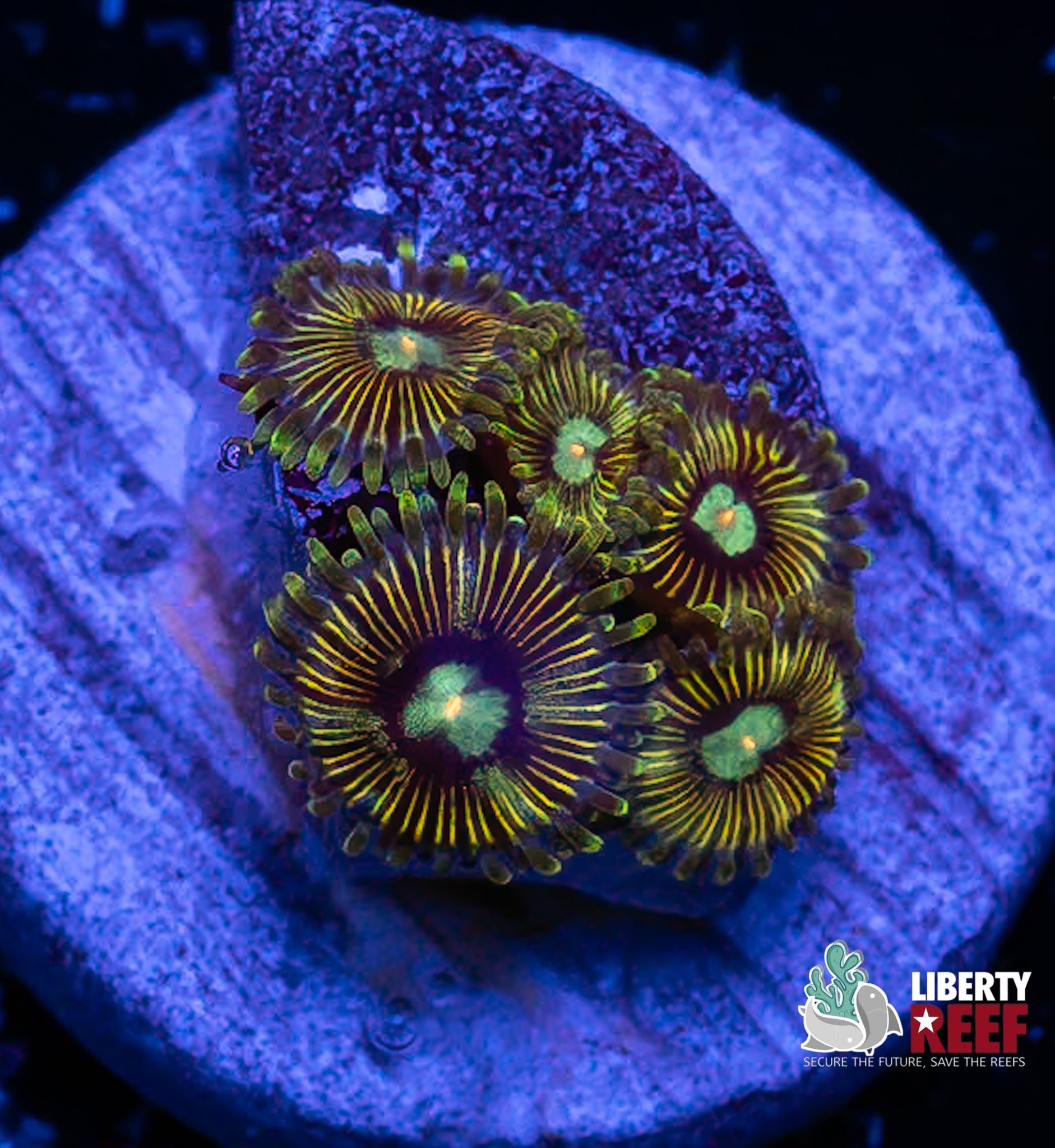 Tweety Bird Zoas