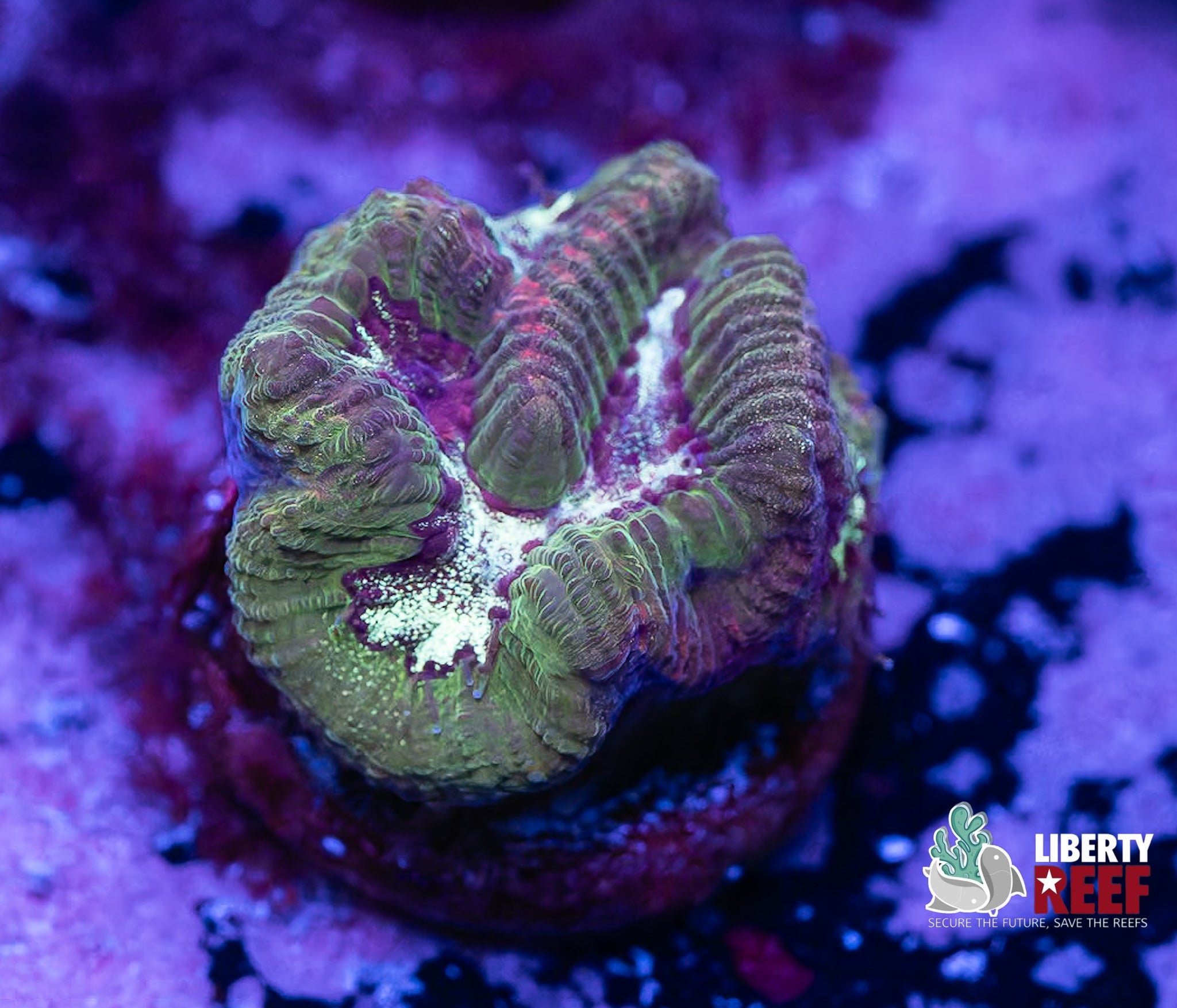 Rainforest Maze Coral