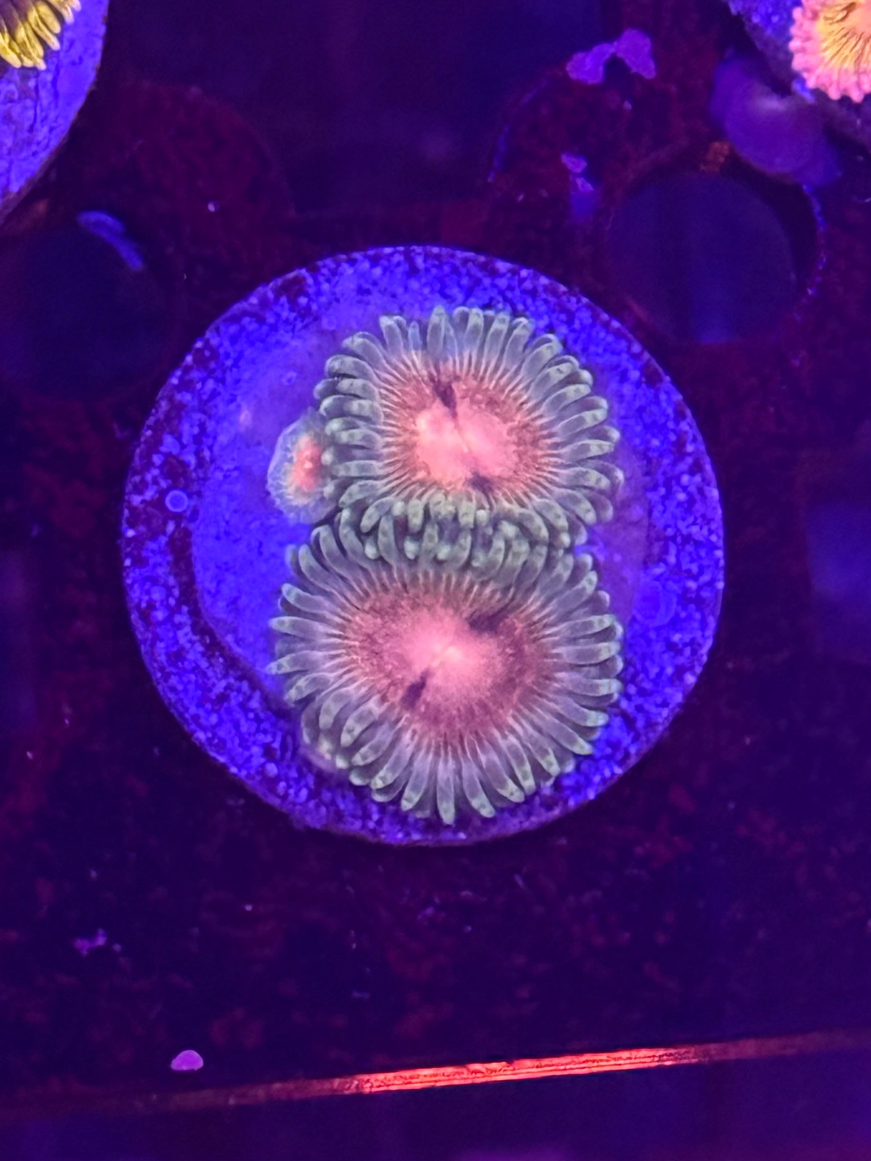 LCB Grass Fairy Zoas