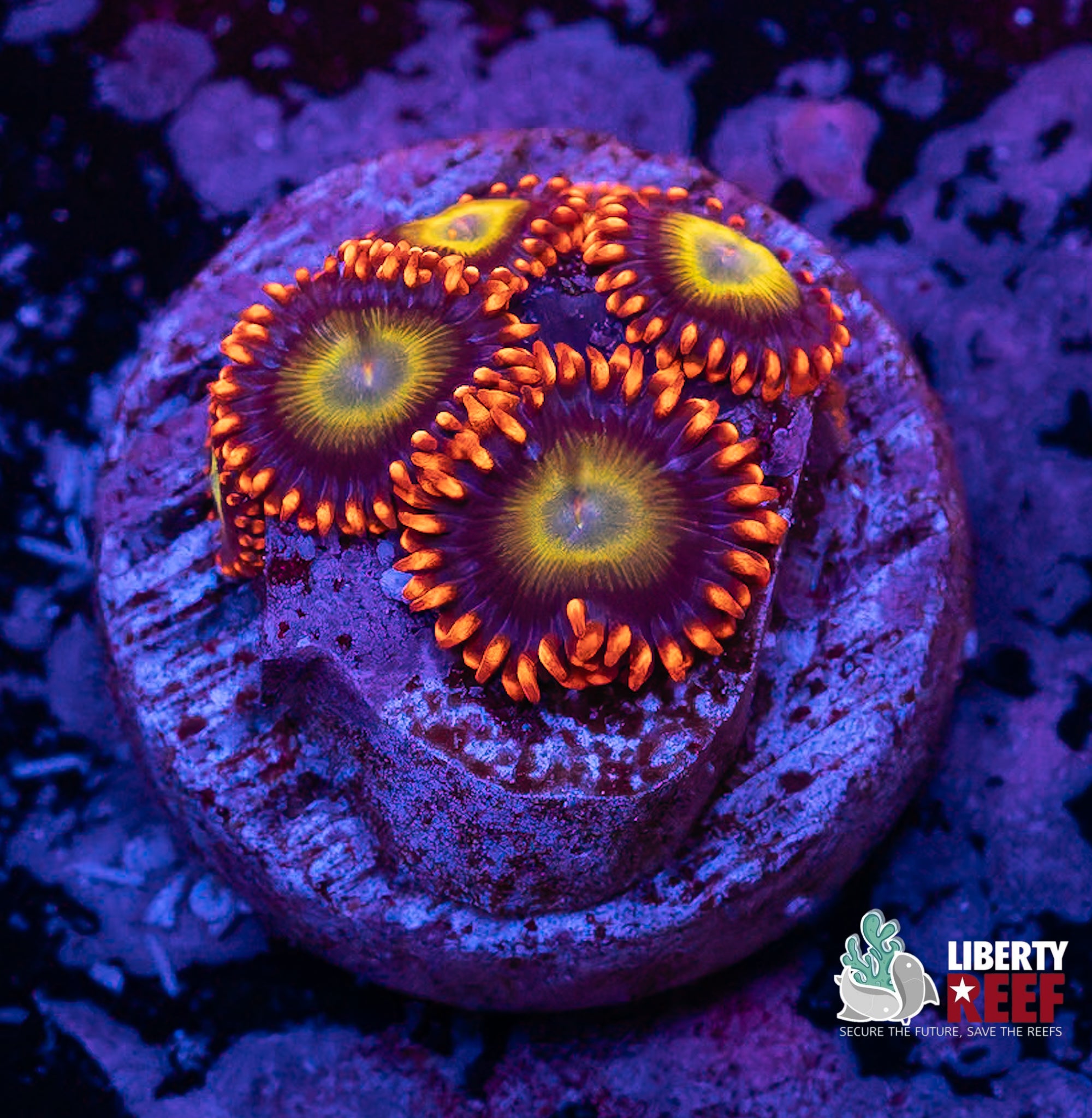 Blondie Zoas
