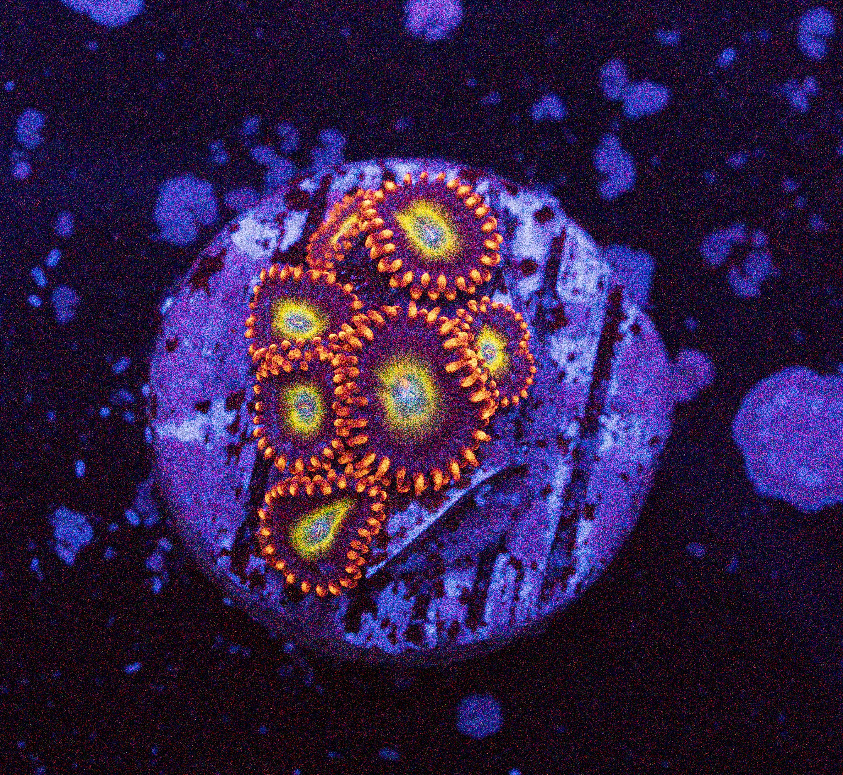 Circus Zoas