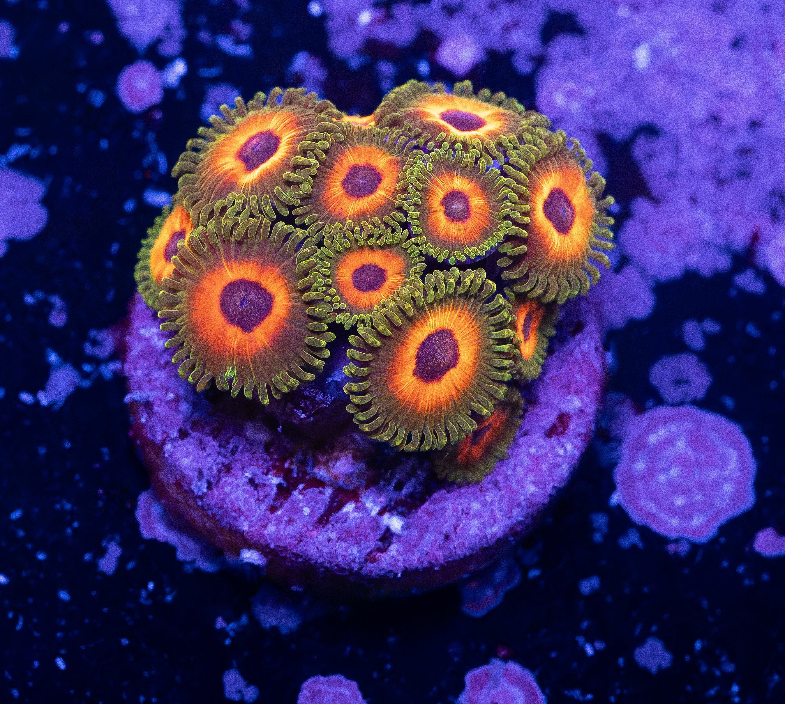 Tarzan Zoas