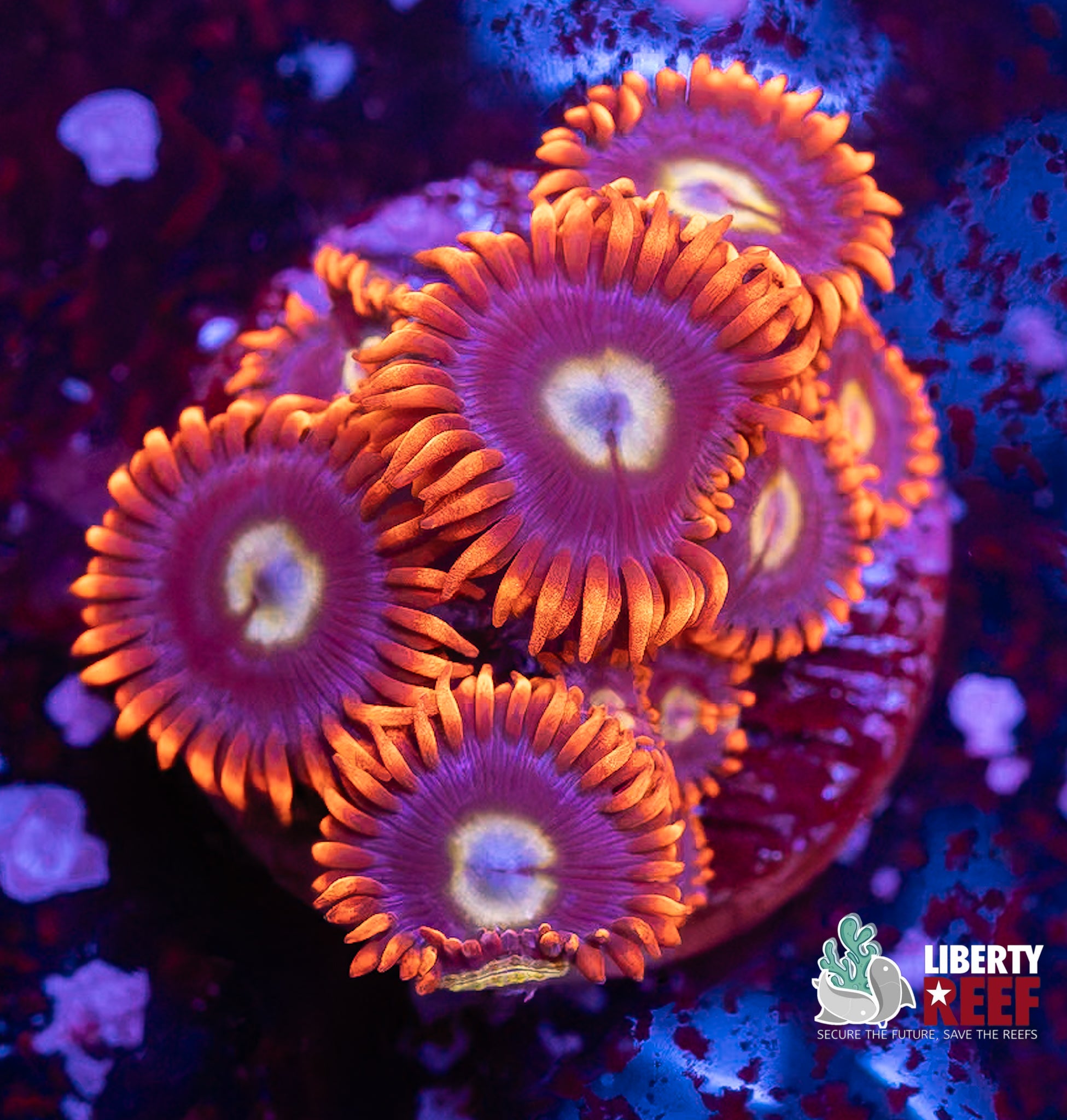 LCB Buckeye Zoas