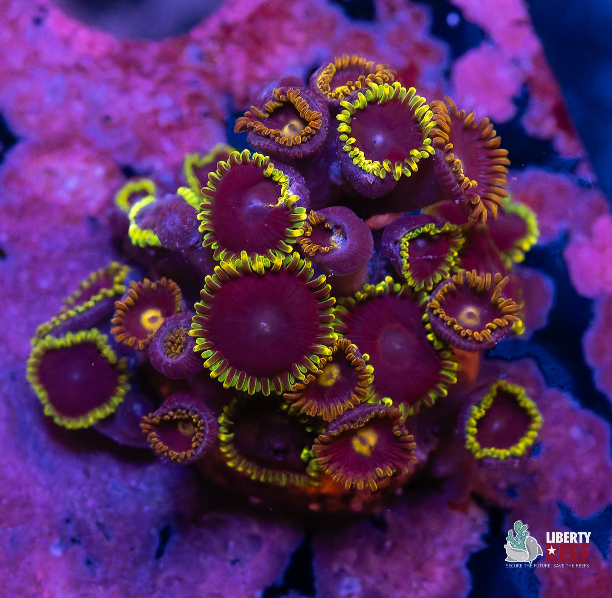 WWC Purple Heart Zoas