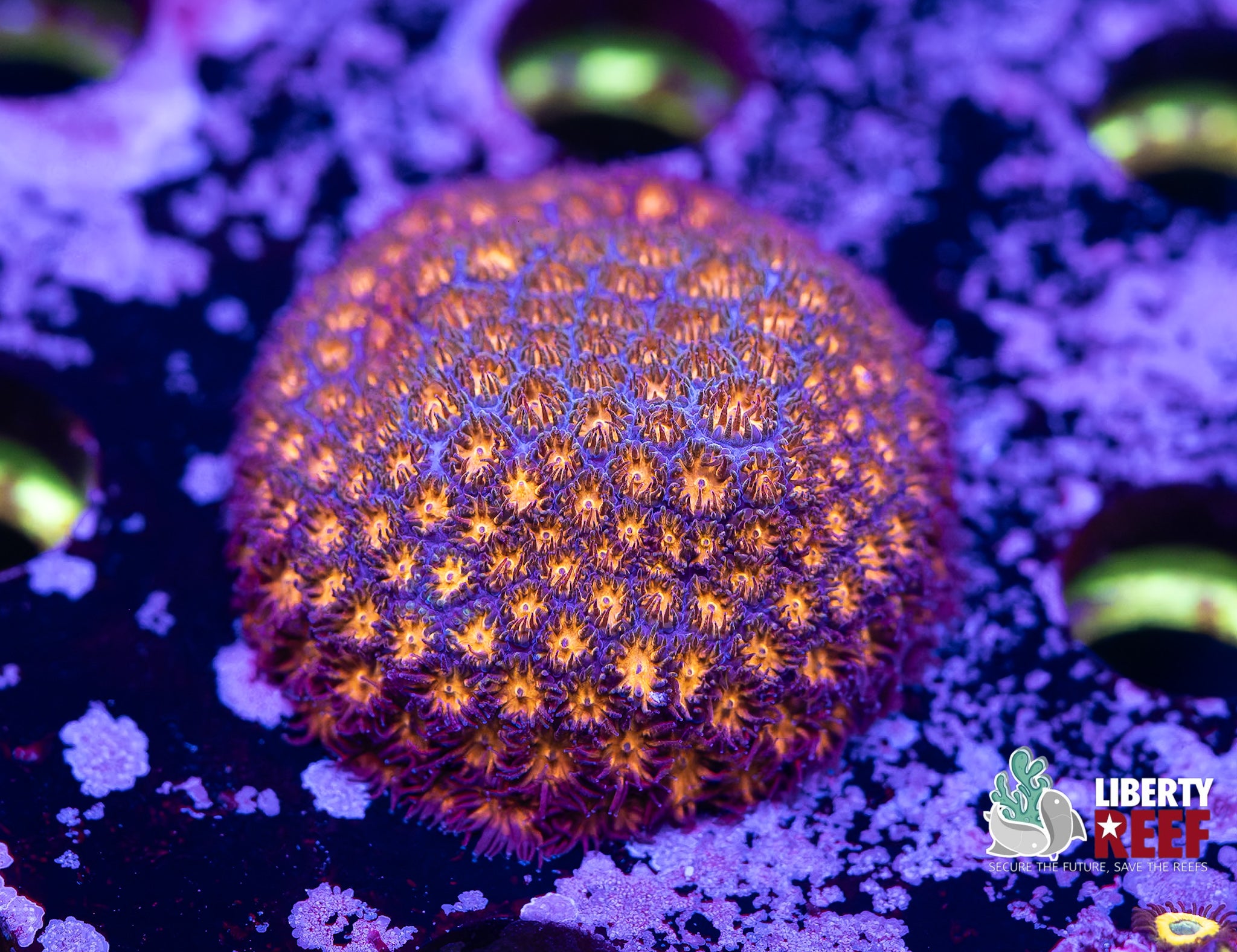 Inferno Leptastrea