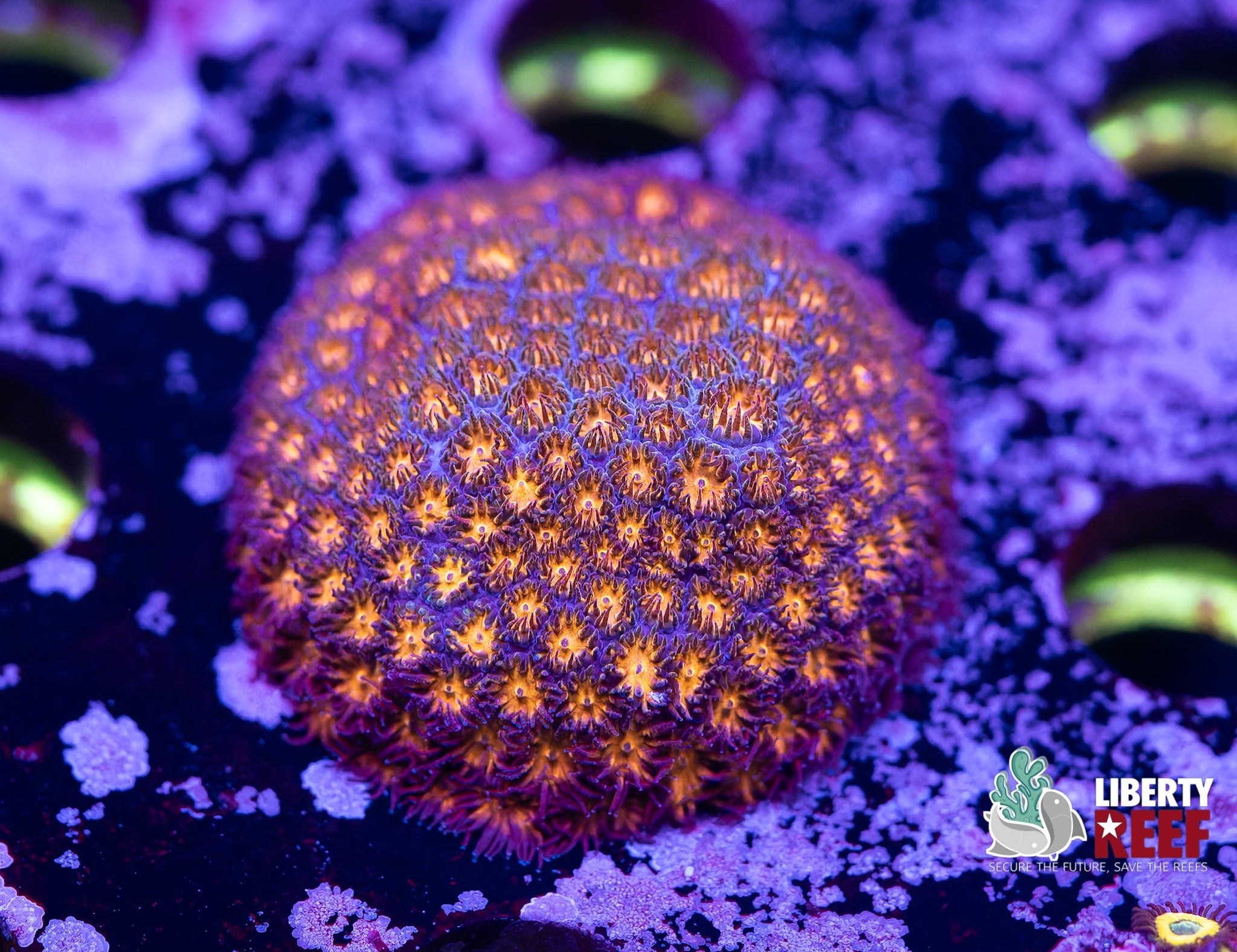 Liberty Reef Auction
