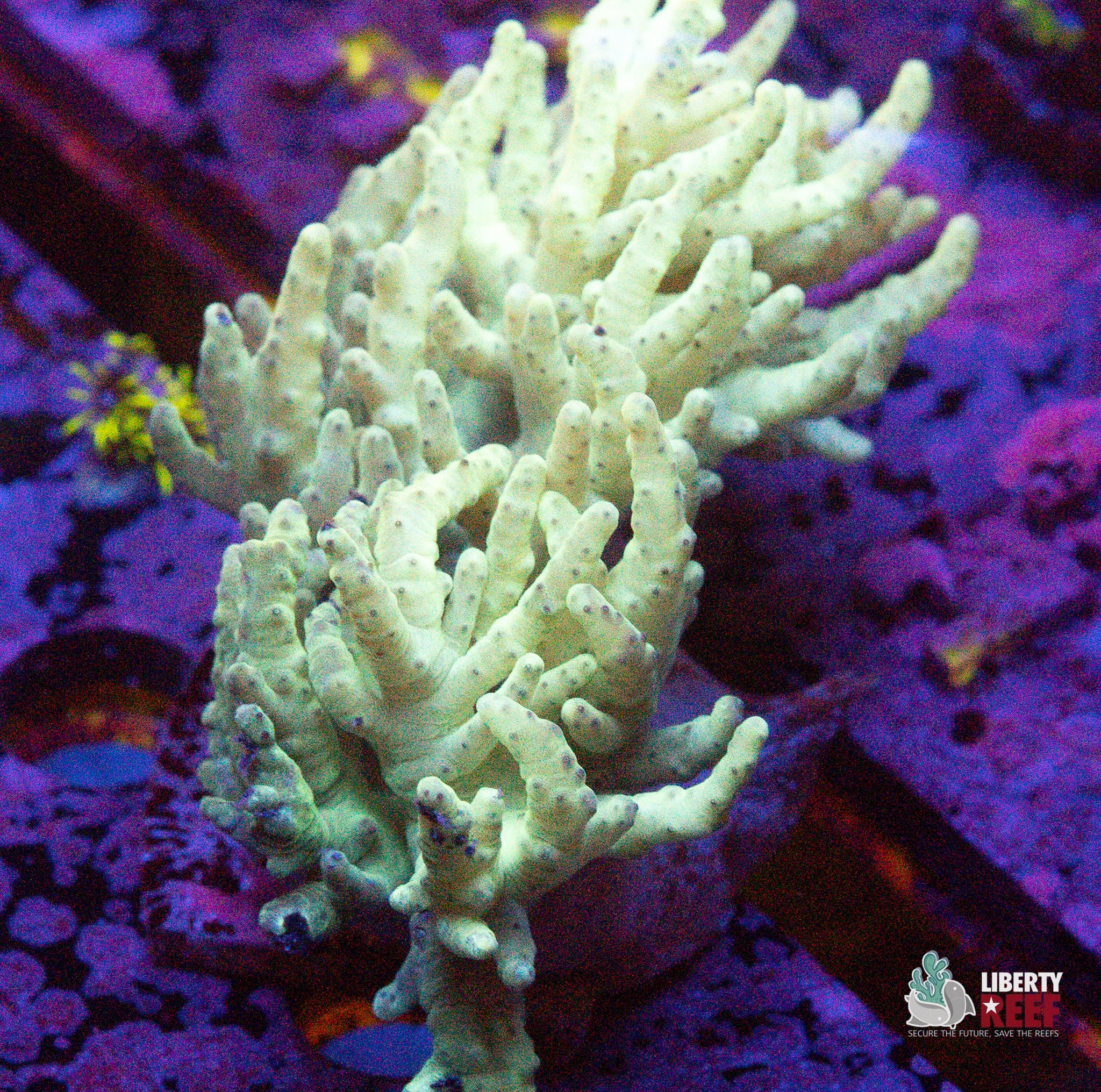 10/31 Online Auction