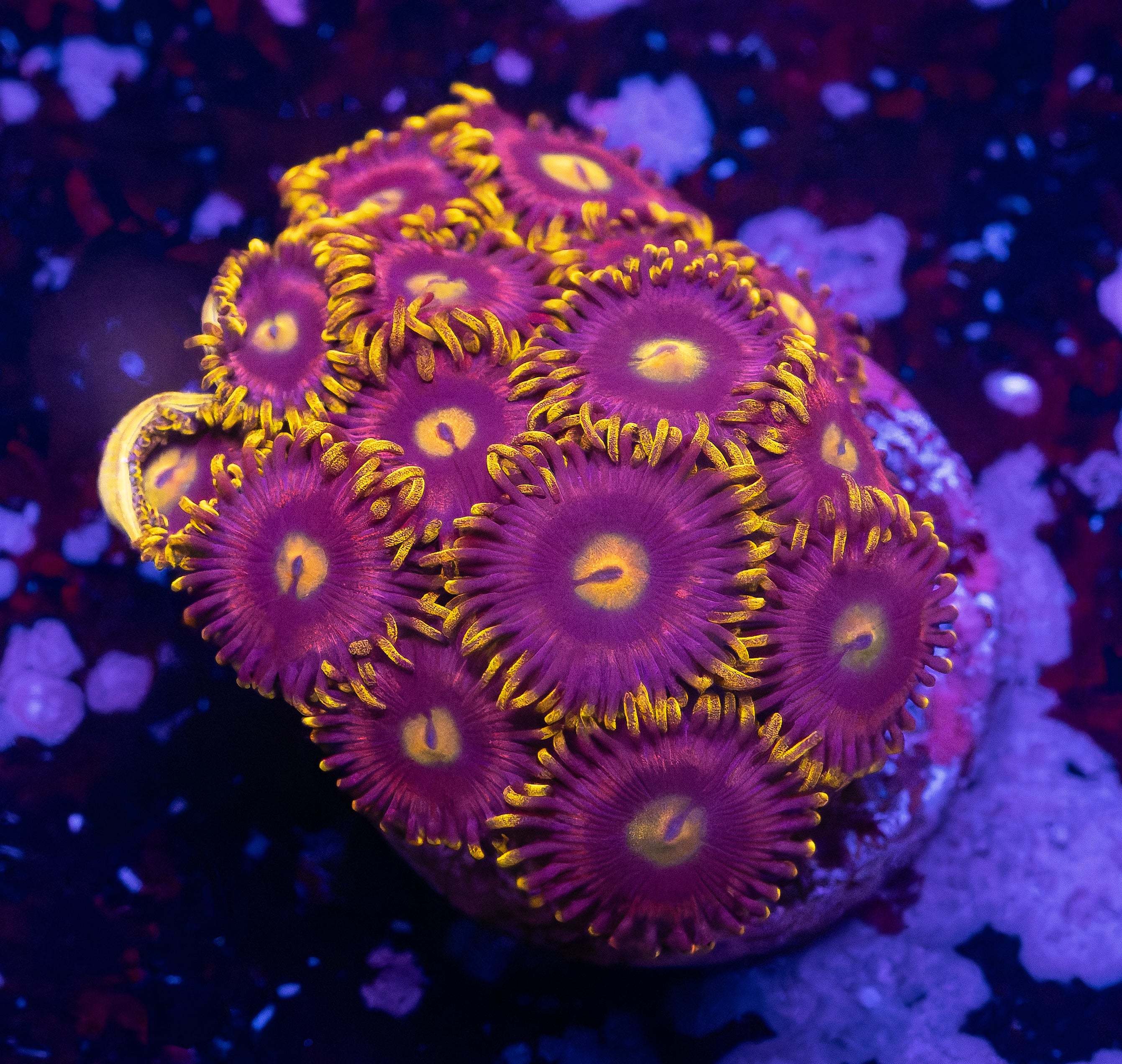 Yellow Berry Fields Zoas