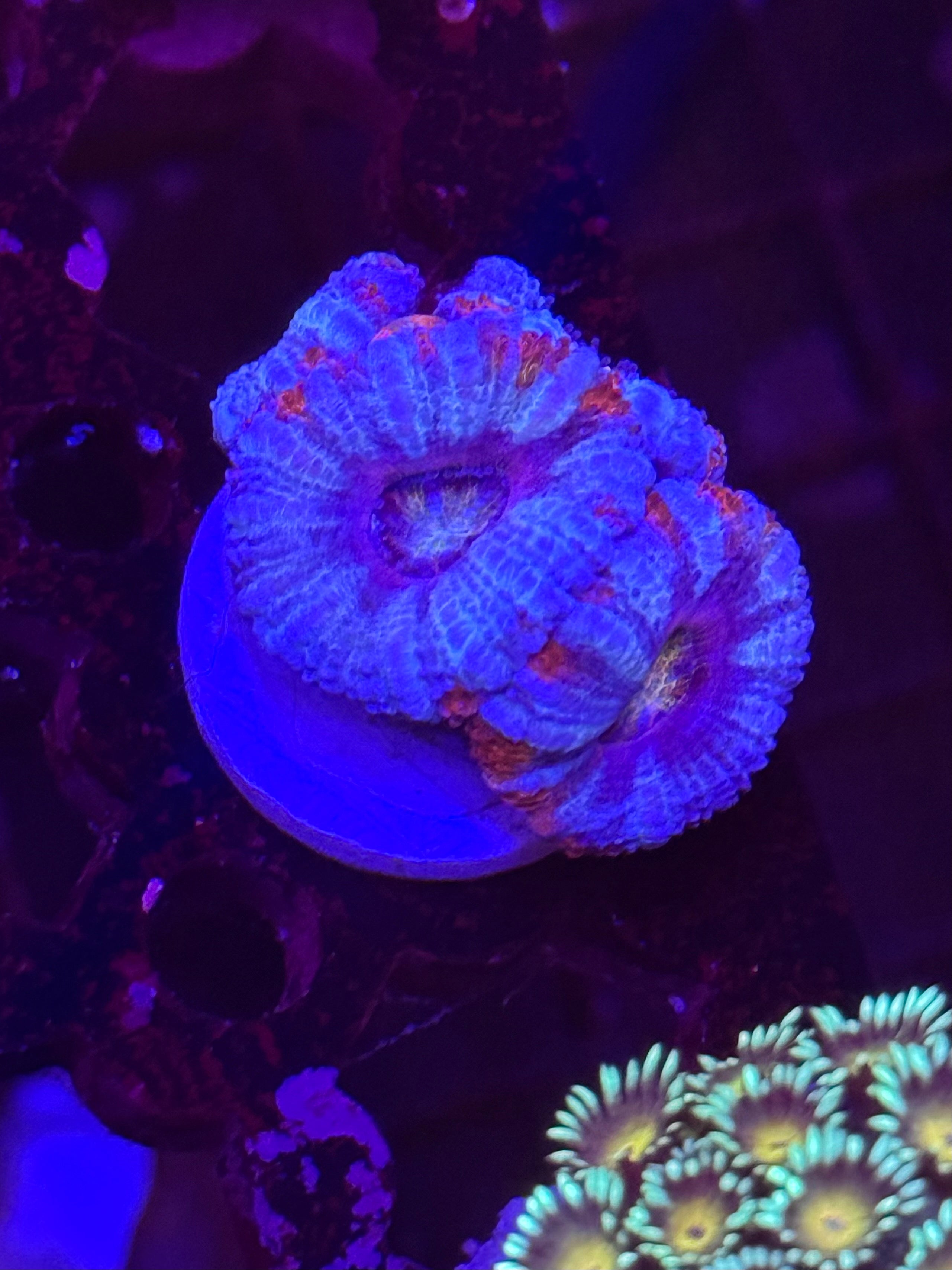 Rainbow Superman Acan