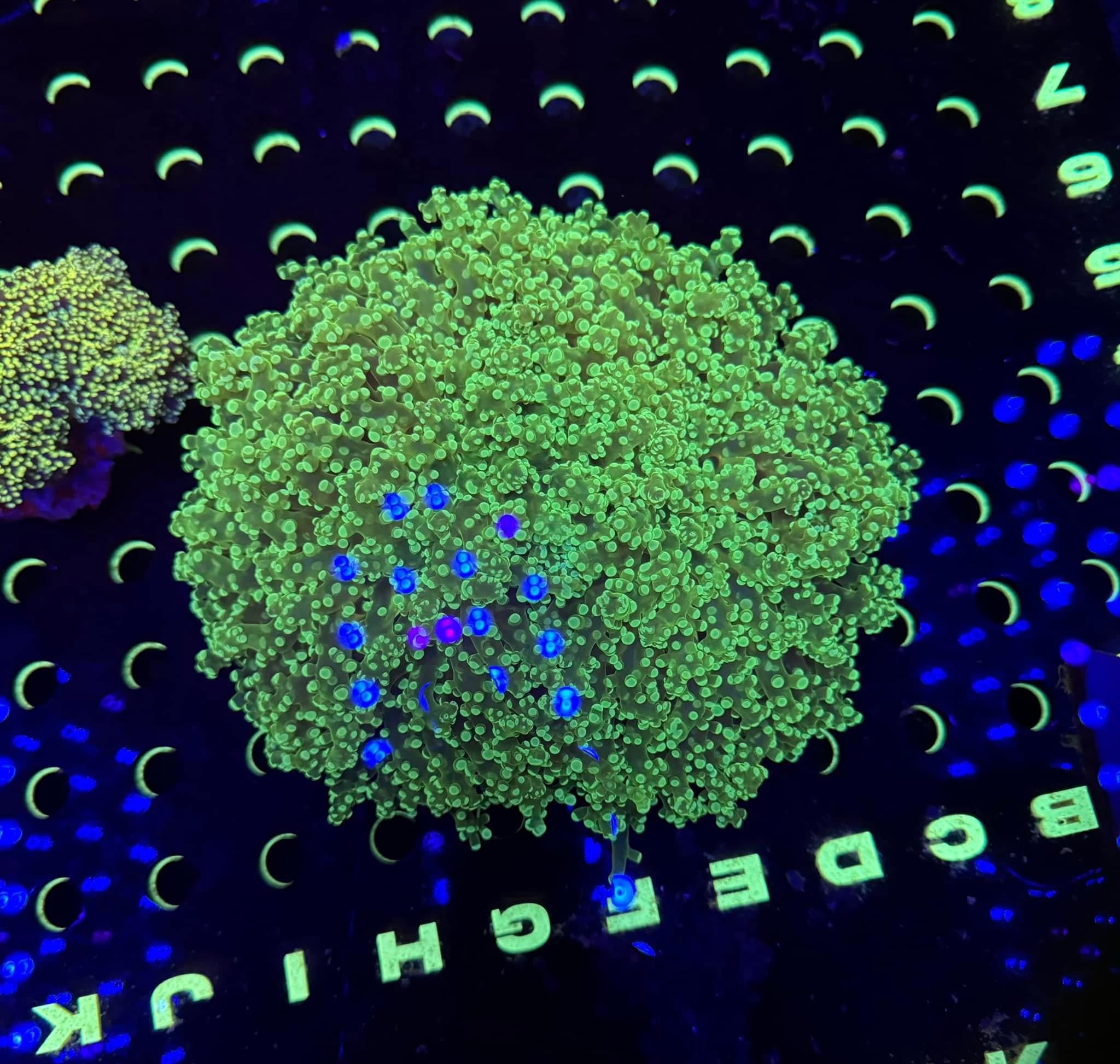 XXXL Neon Green Frogspawn Colony