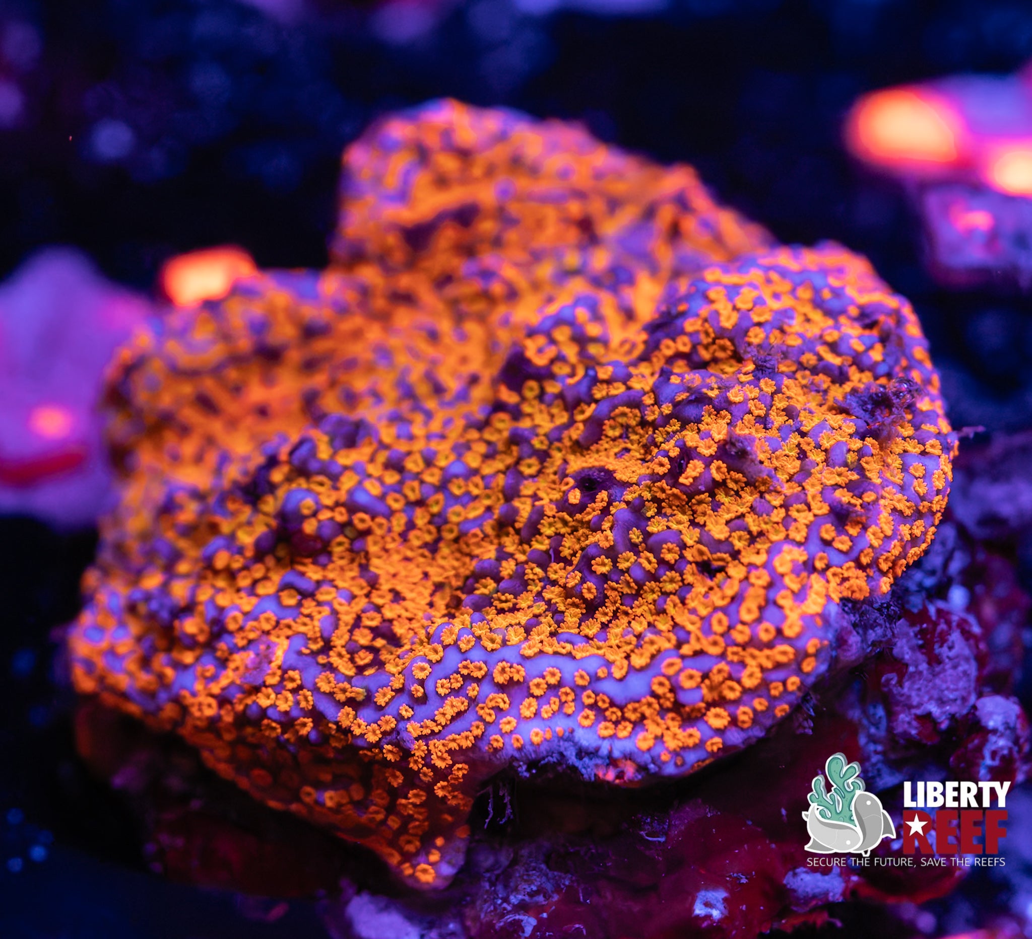 Lava Red Montipora