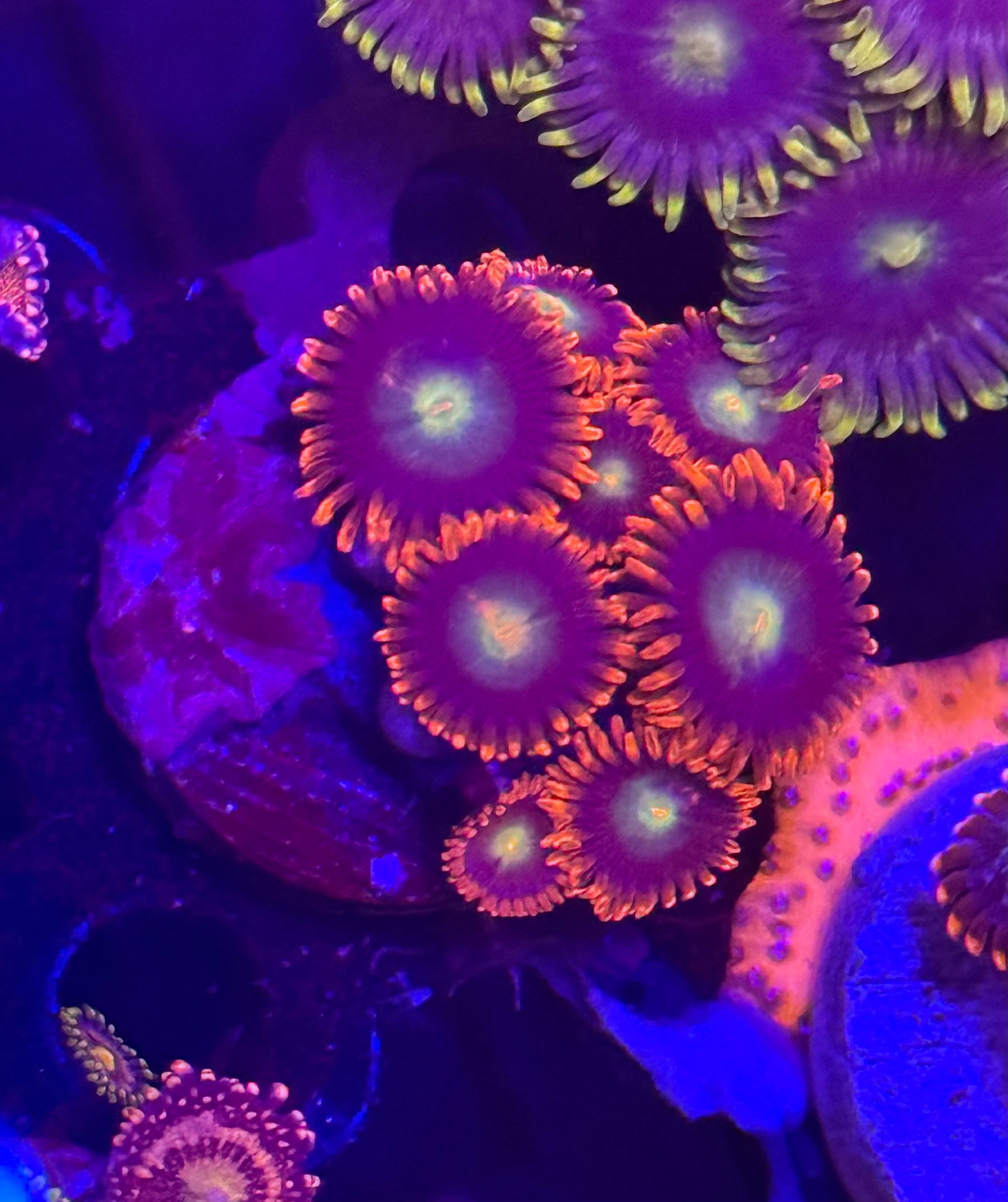 Punk Rocker Zoas