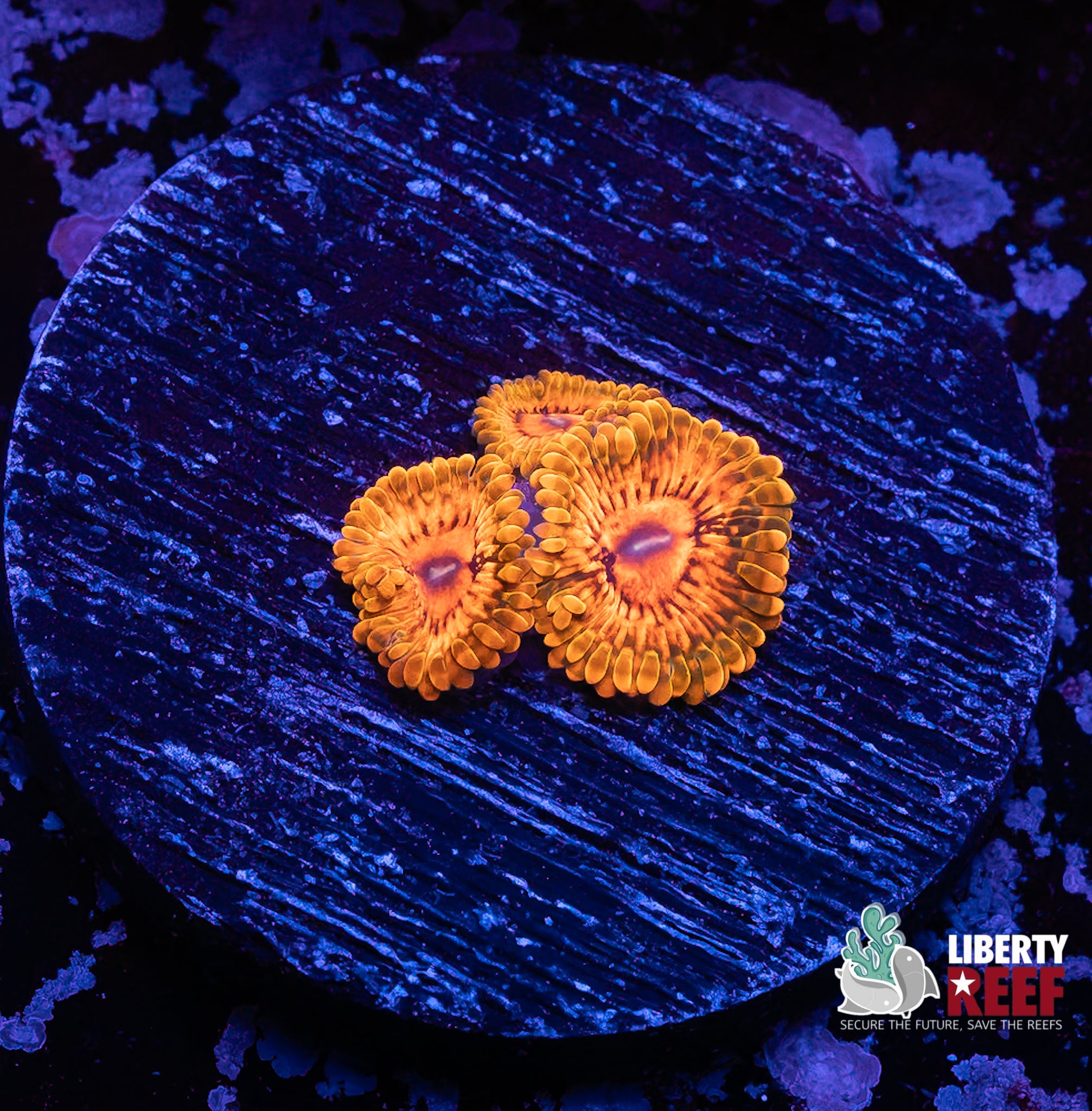 Grand Master Krak (GMK) Zoas