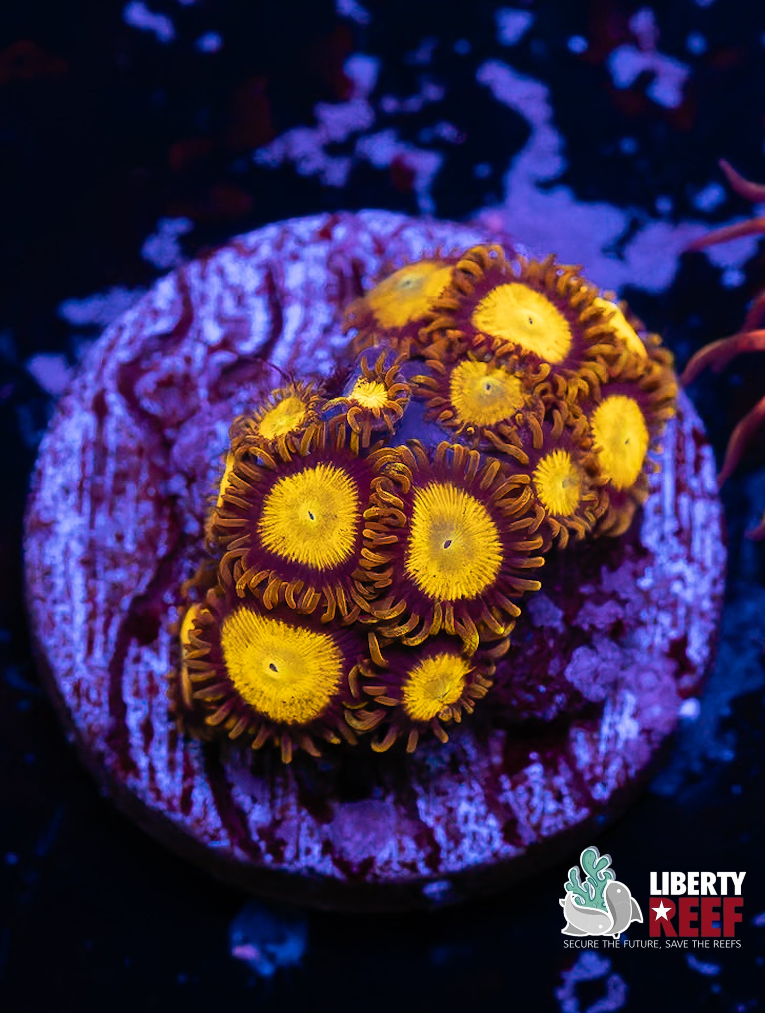 Kind Midas Zoas