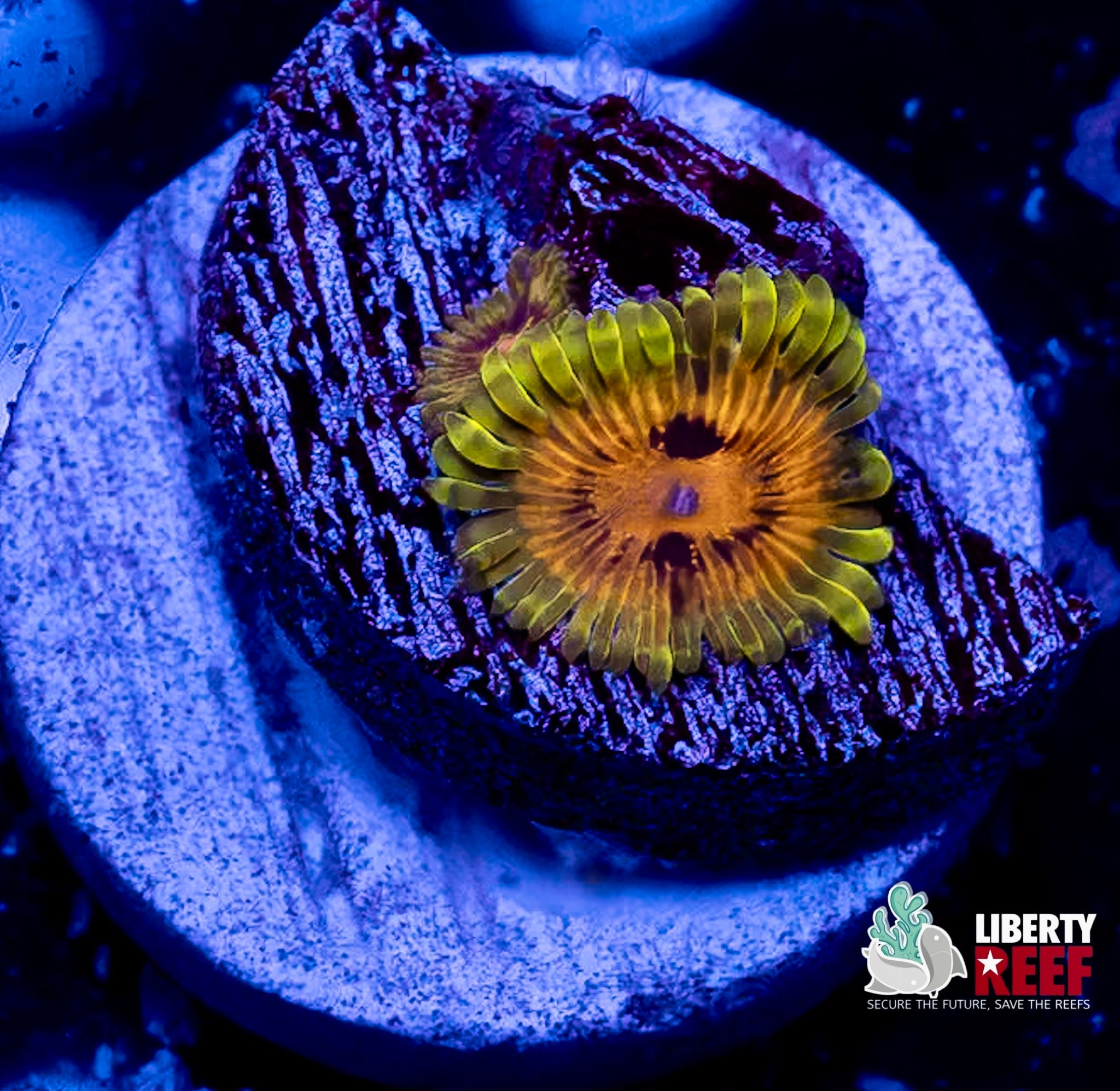 Big Bird & Kermit Zoas