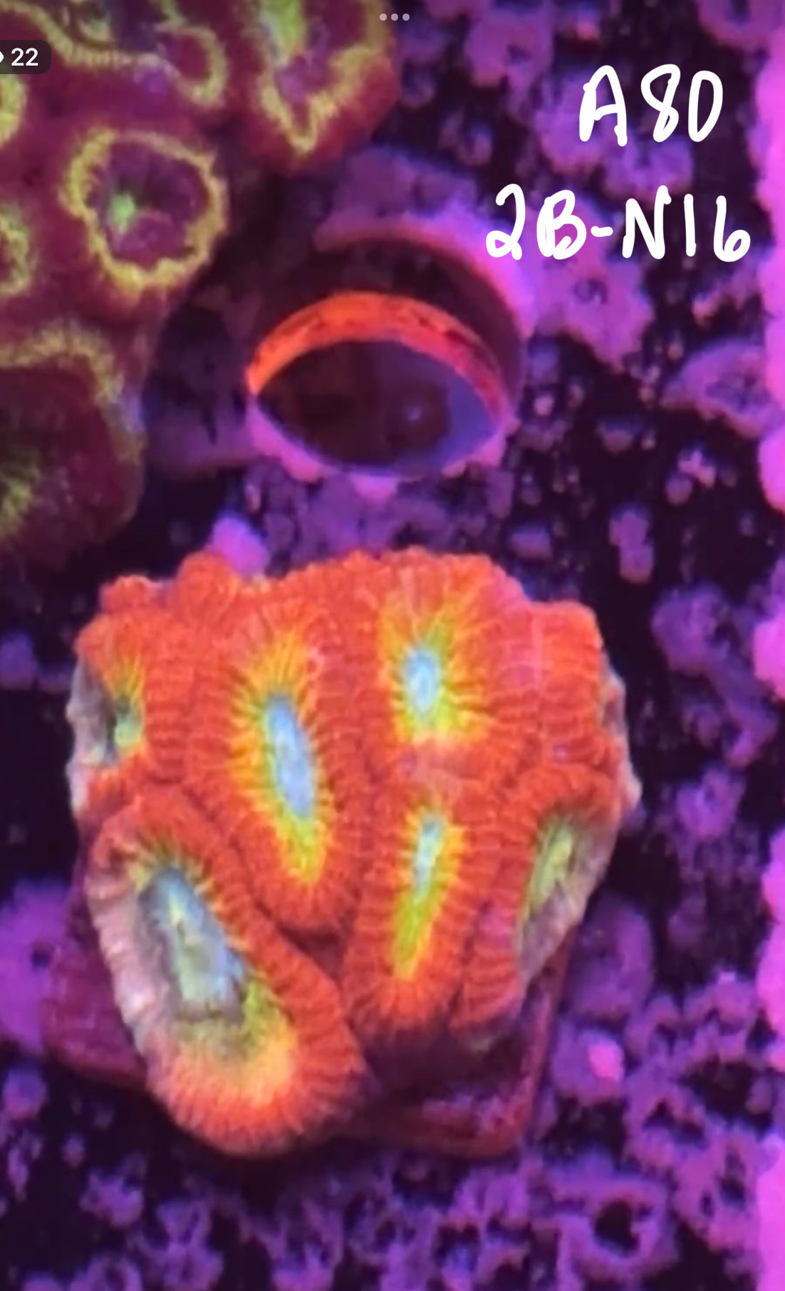 Kevin Reid 10/25 Facebook Live Auction