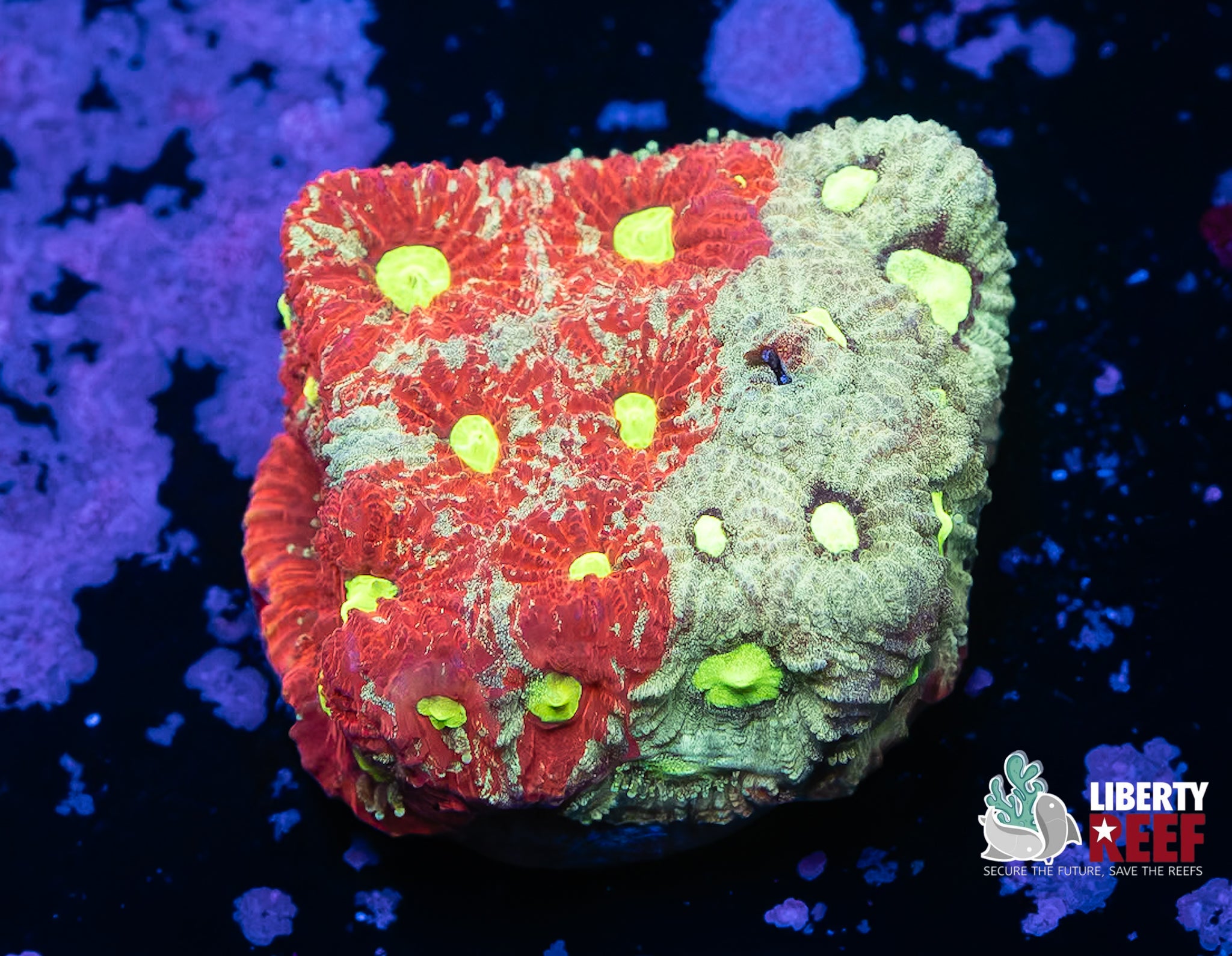 Grafted War Coral