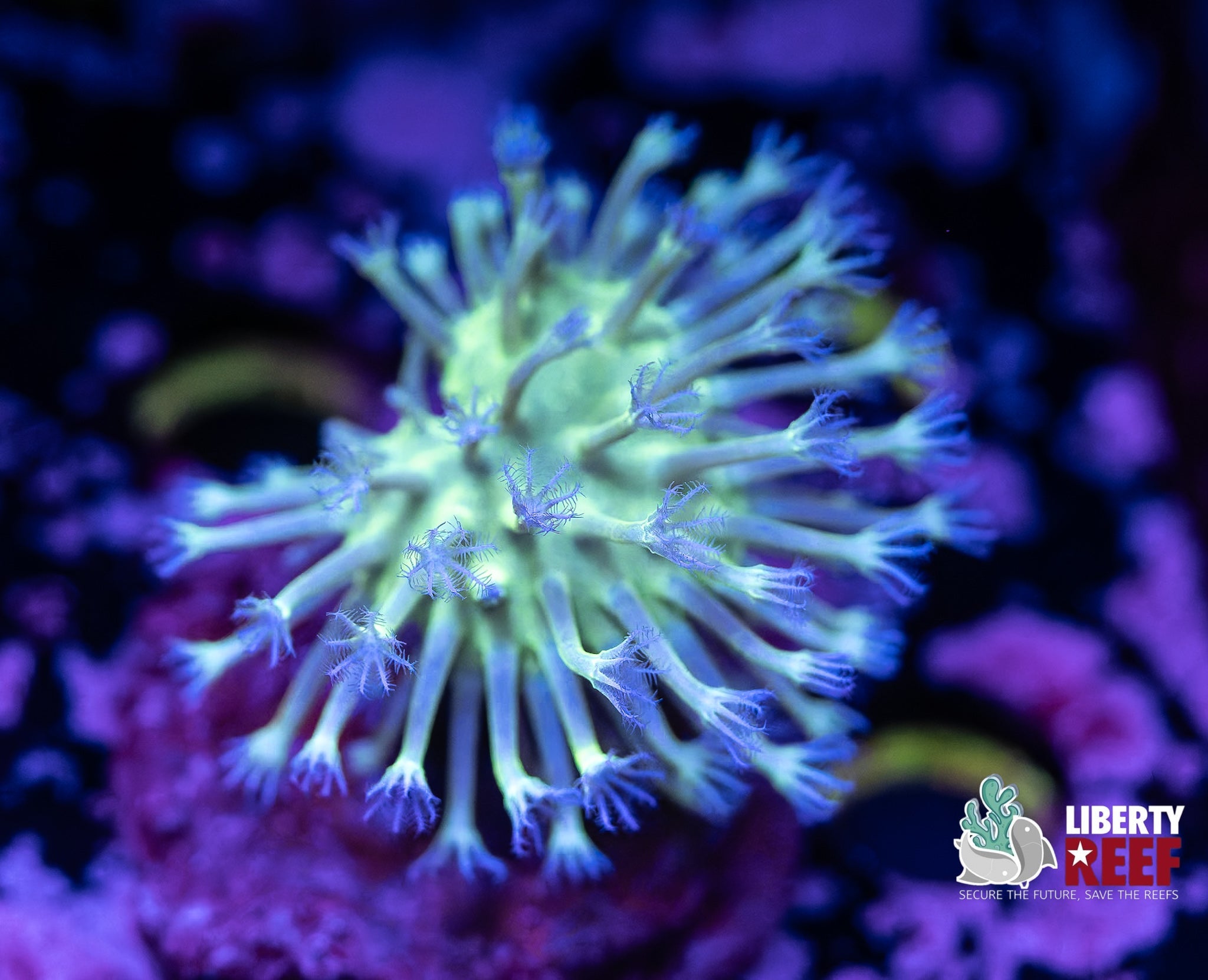 Liberty Reef Auction