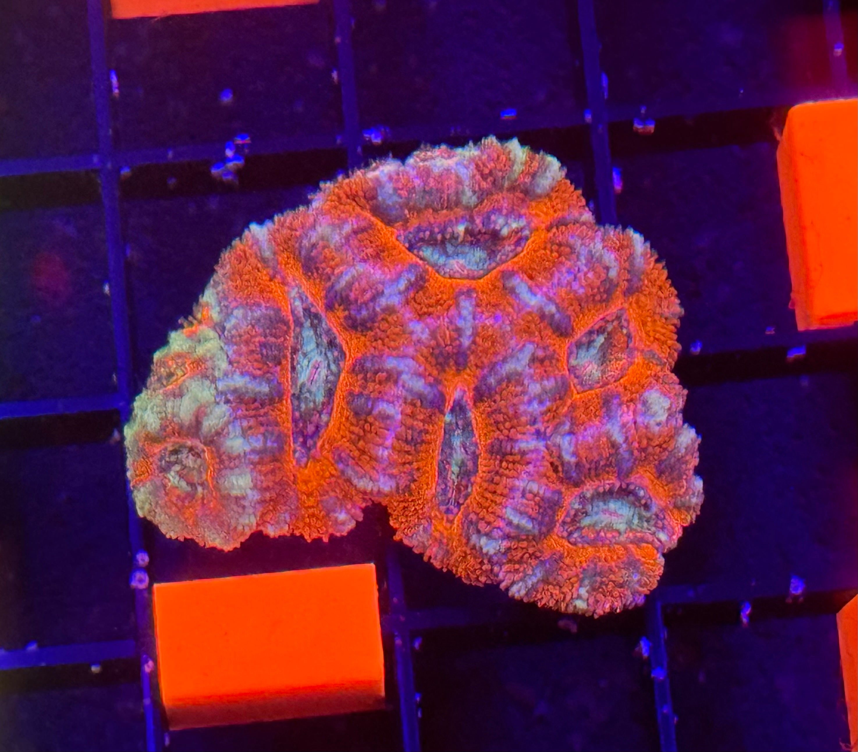 Acan Mini Colony 2 Pack