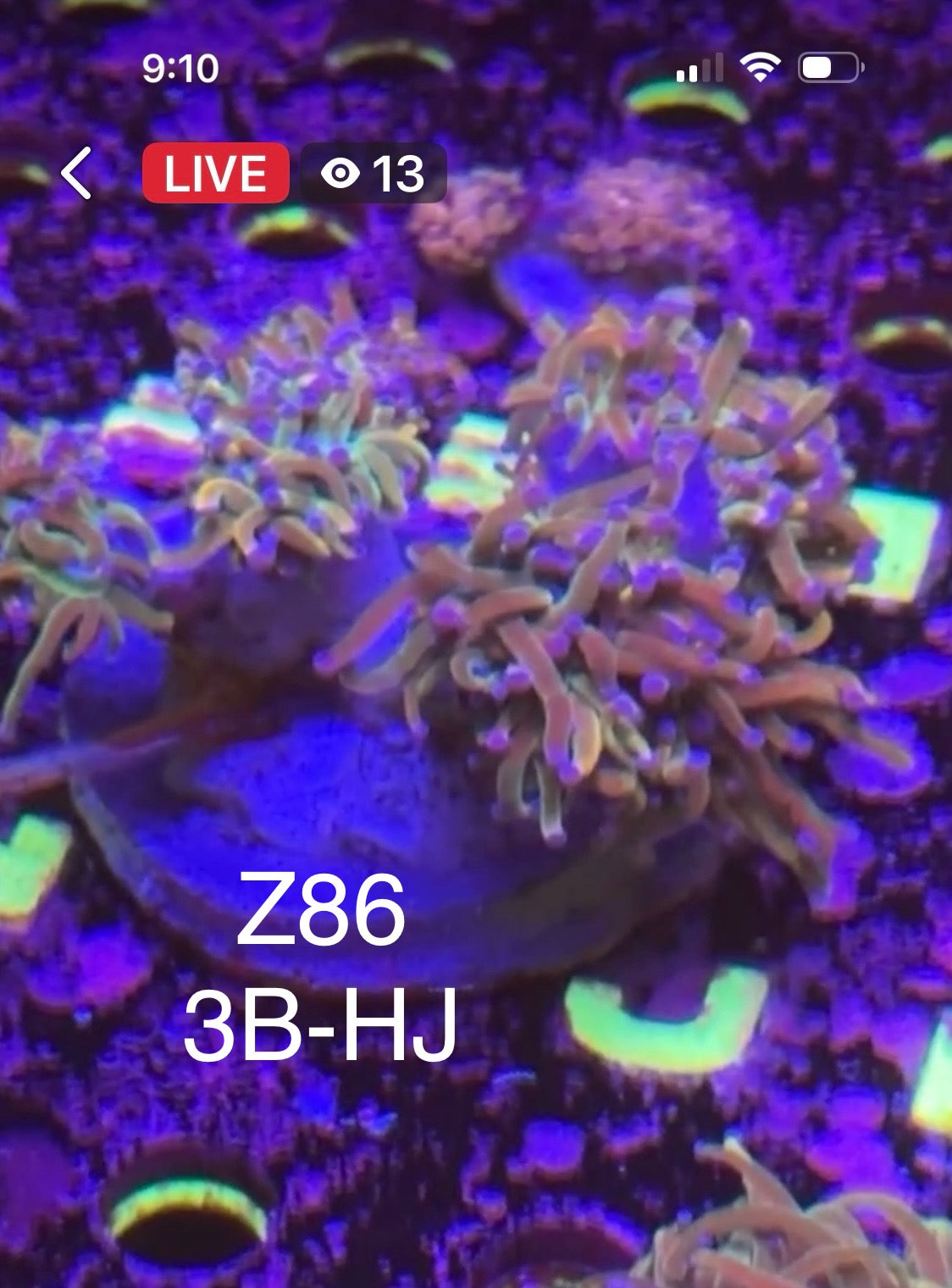 (Copy) 7/26 Facebook Live Auction