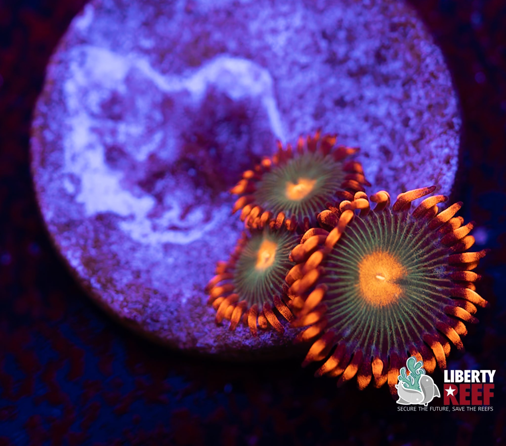 Gatorade Zoas