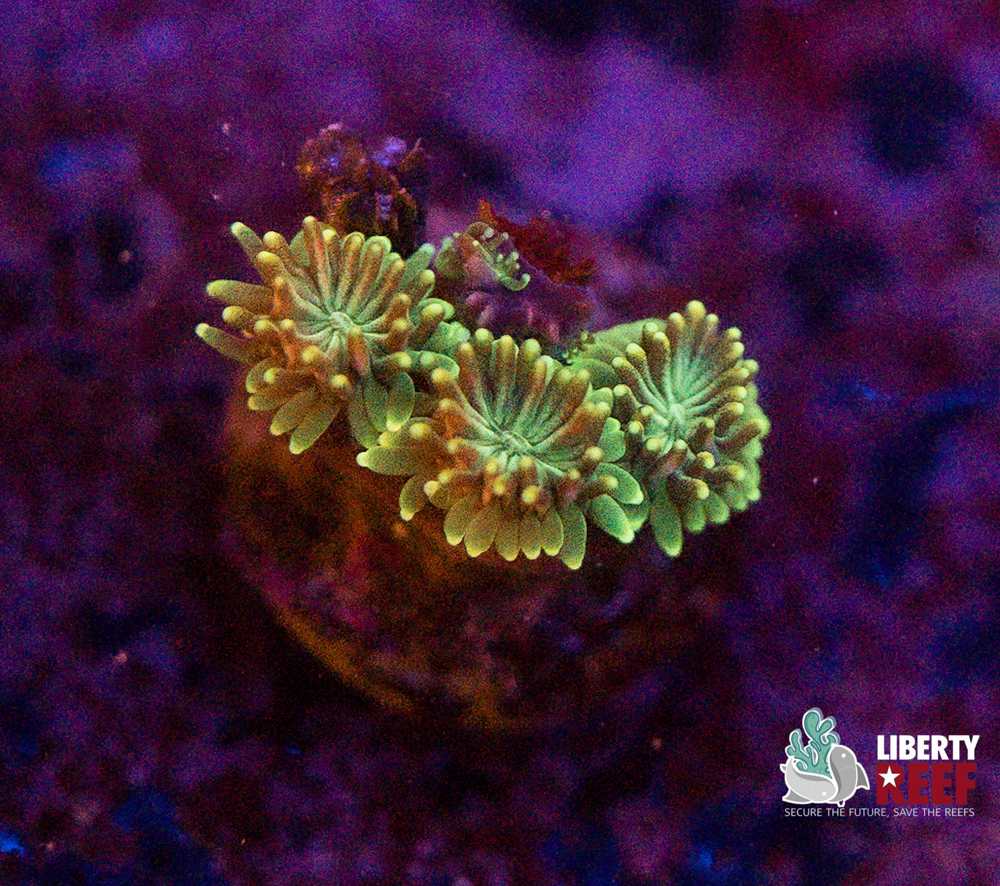 Green Galaxea
