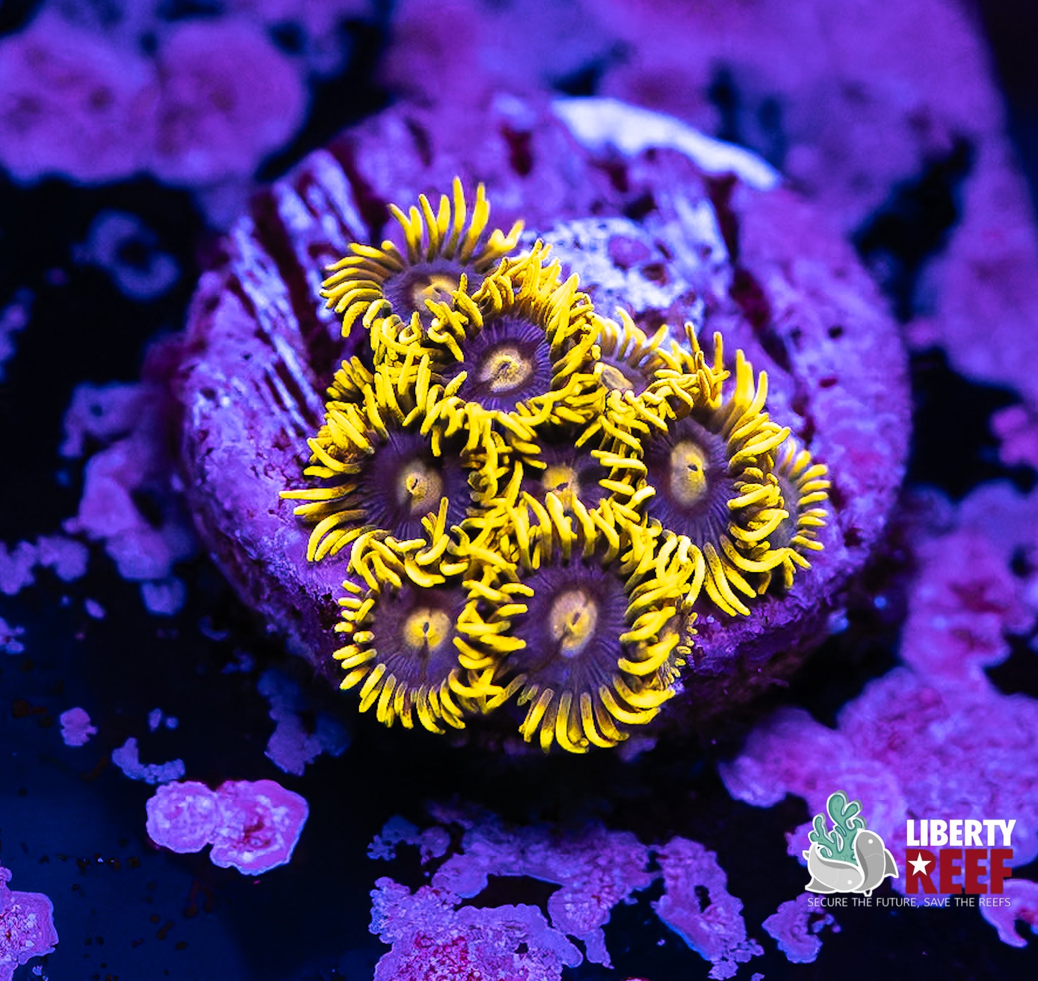 Blueberry Fields Zoas