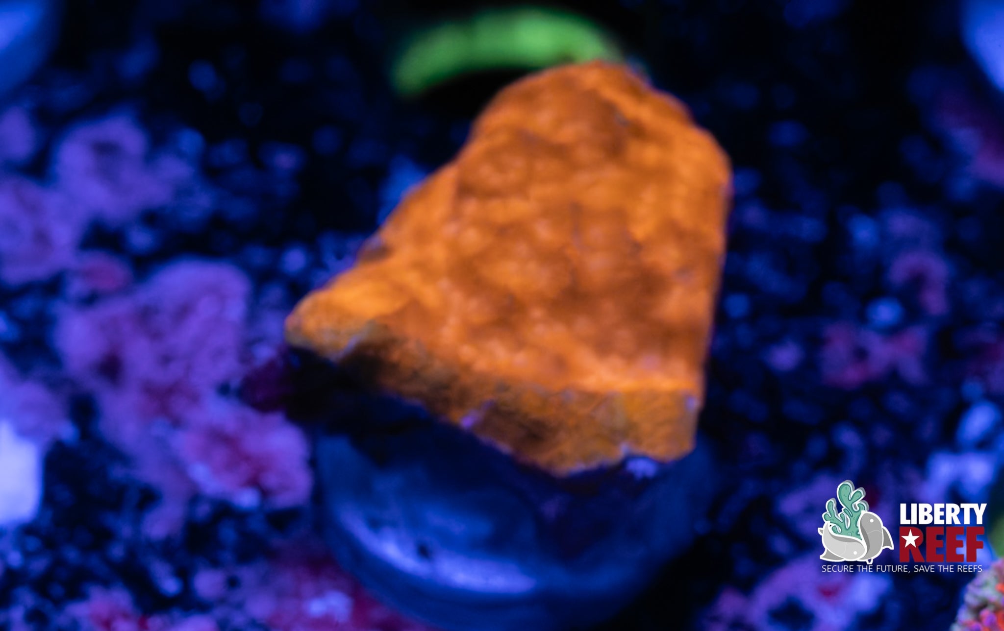Encrusting Orange Montipora