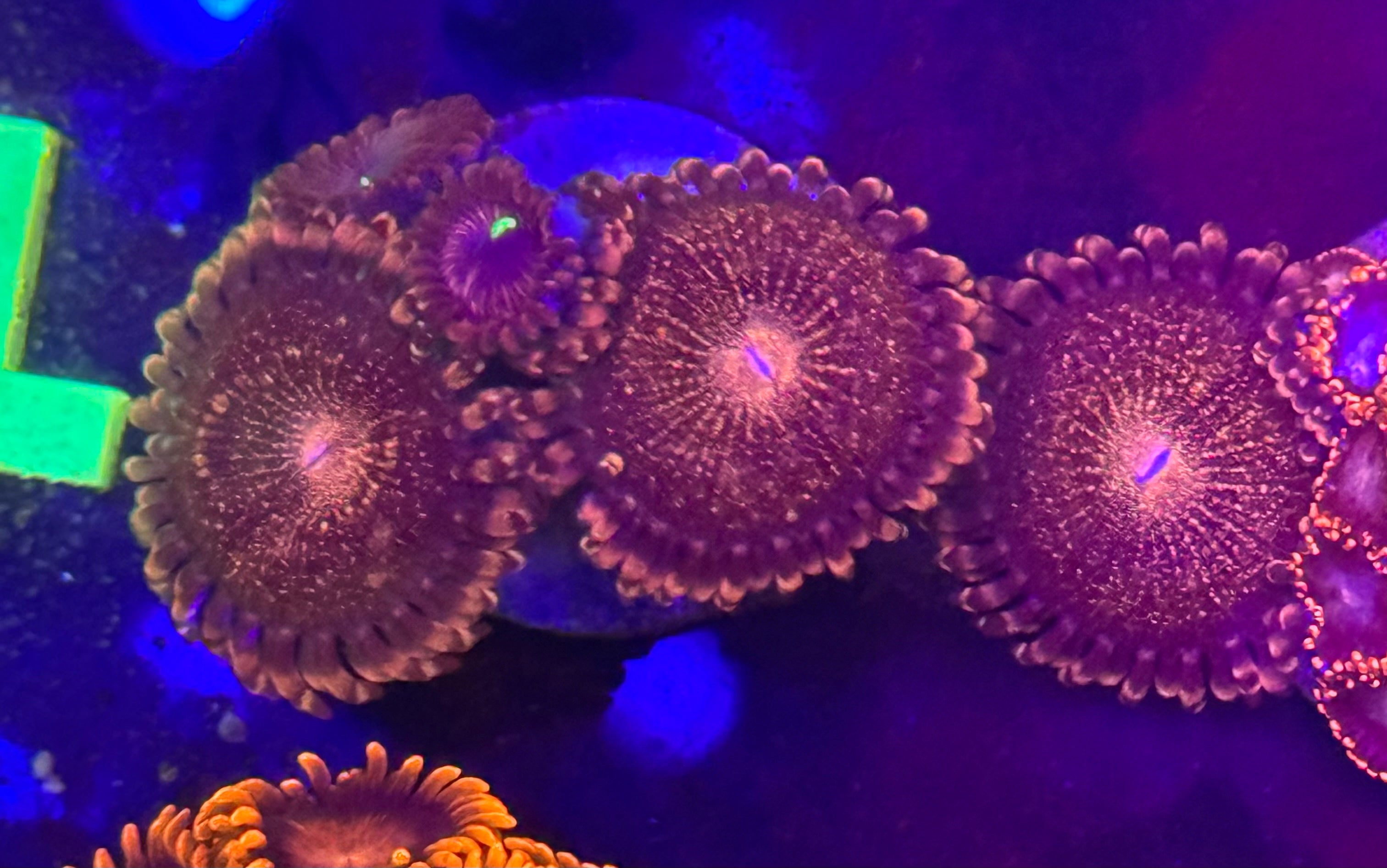 Mohawk Zoas