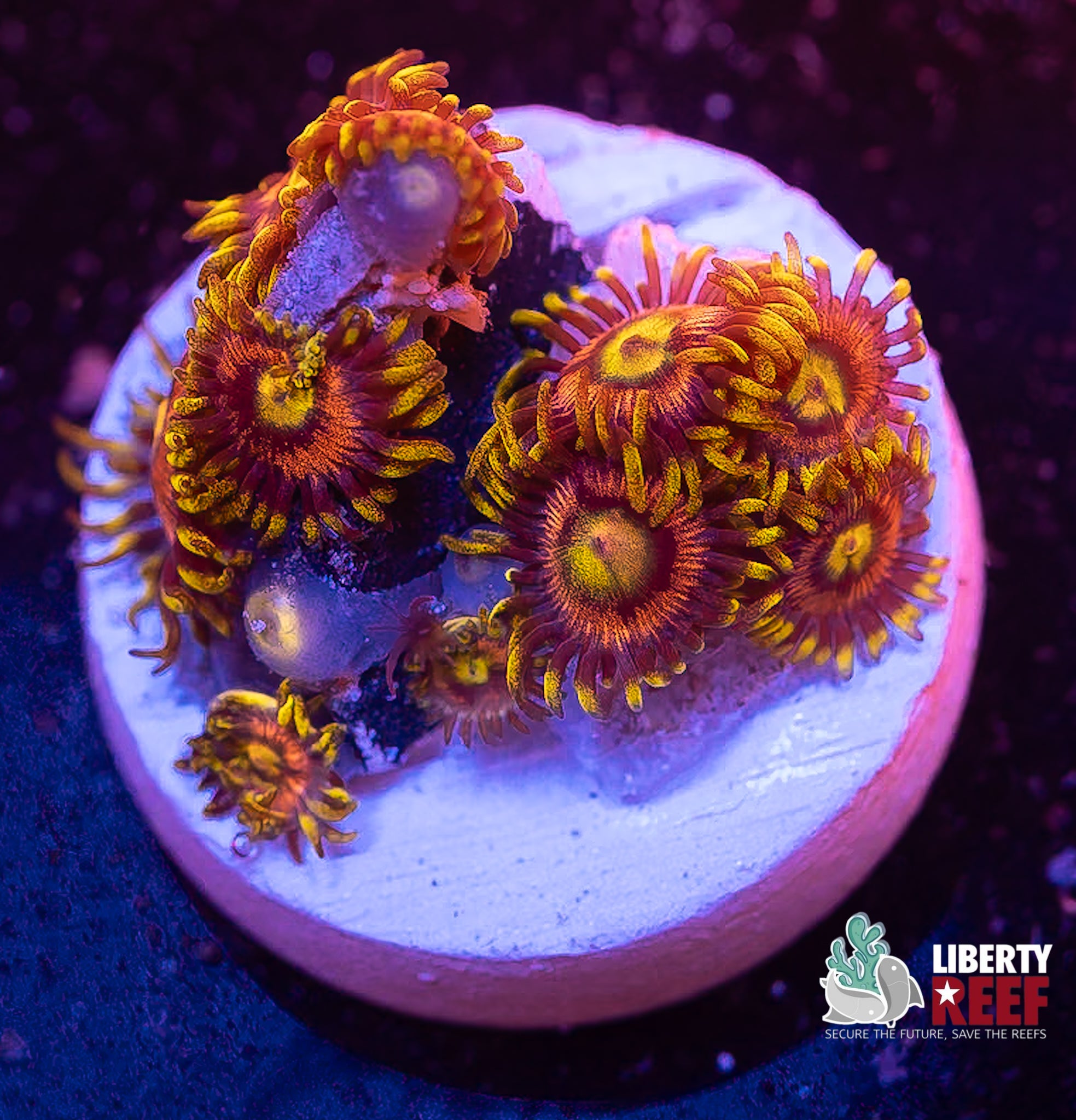 Laser Lemon Zoas