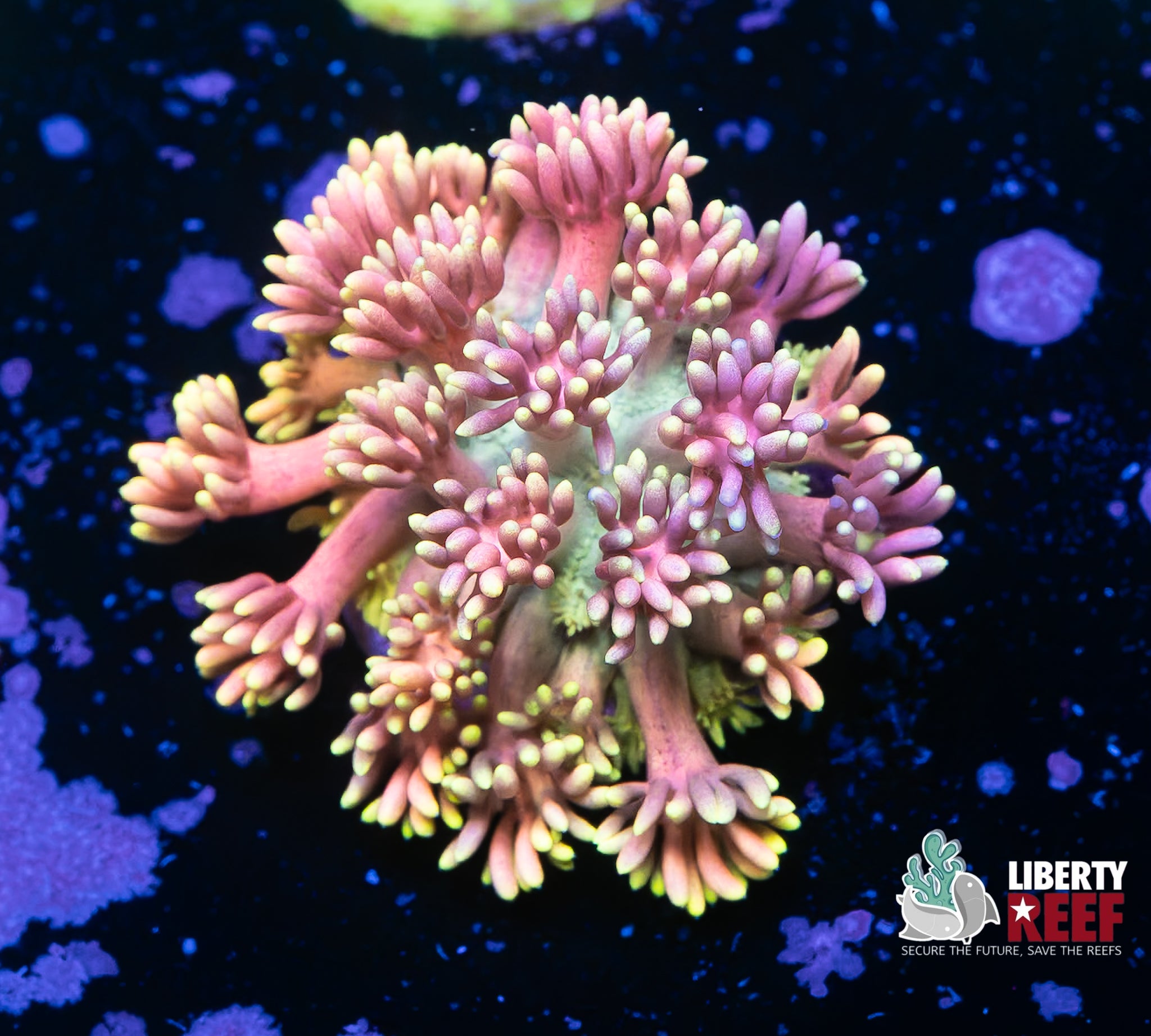 Rainbow Unicorn 🦄 Goniopora