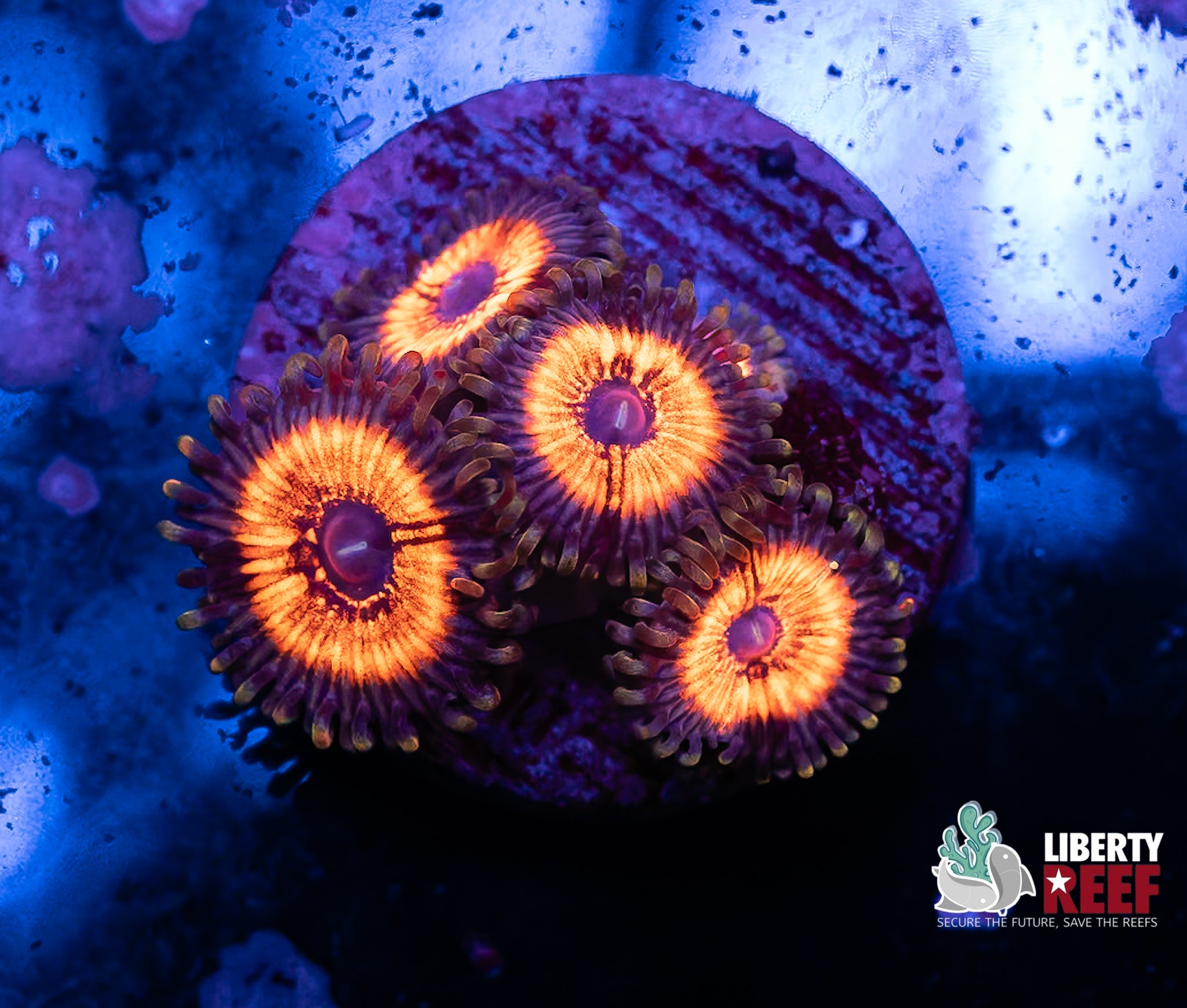 Armor of God Zoas