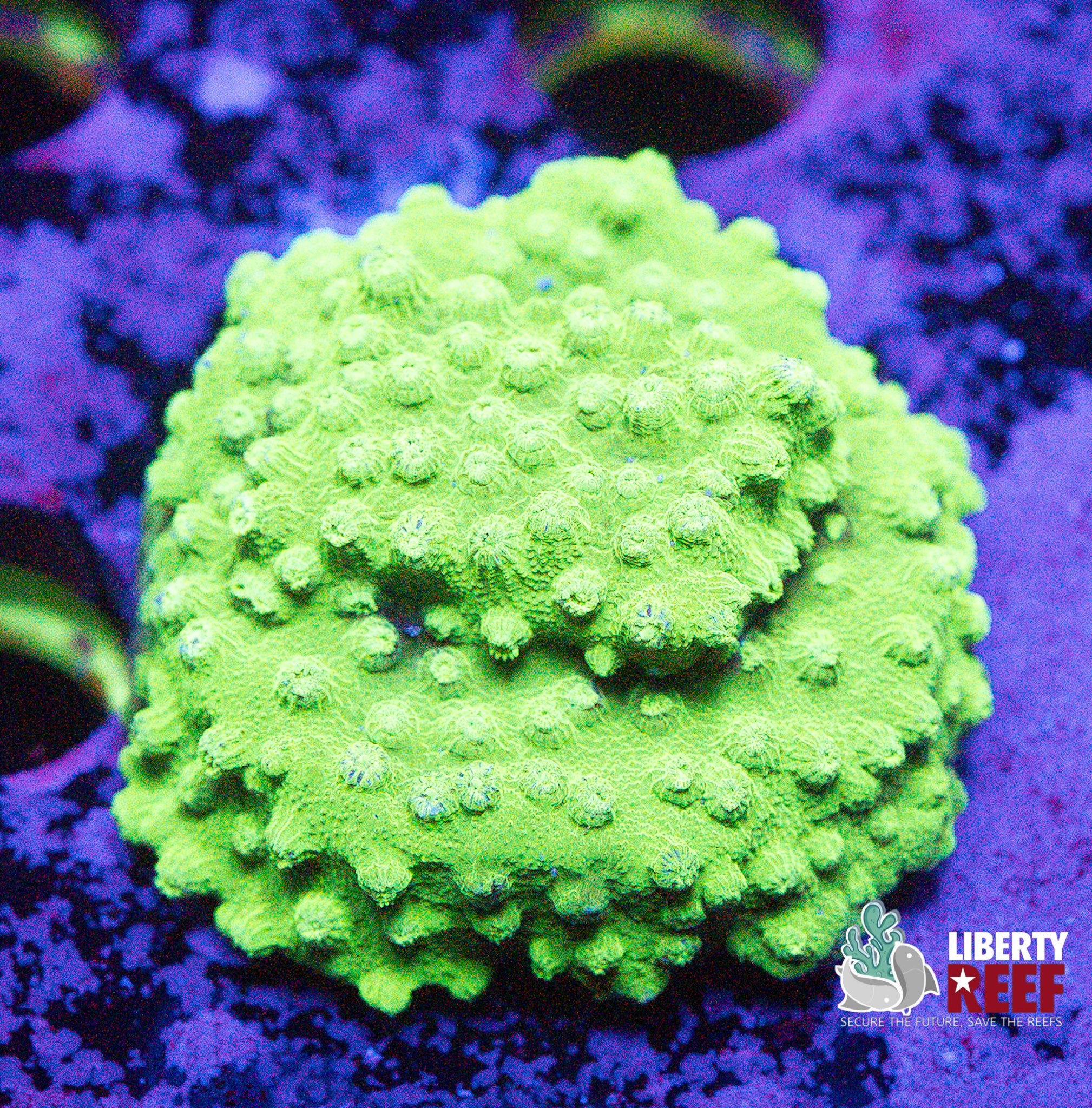 Biota Sour Apple Cyphastrea