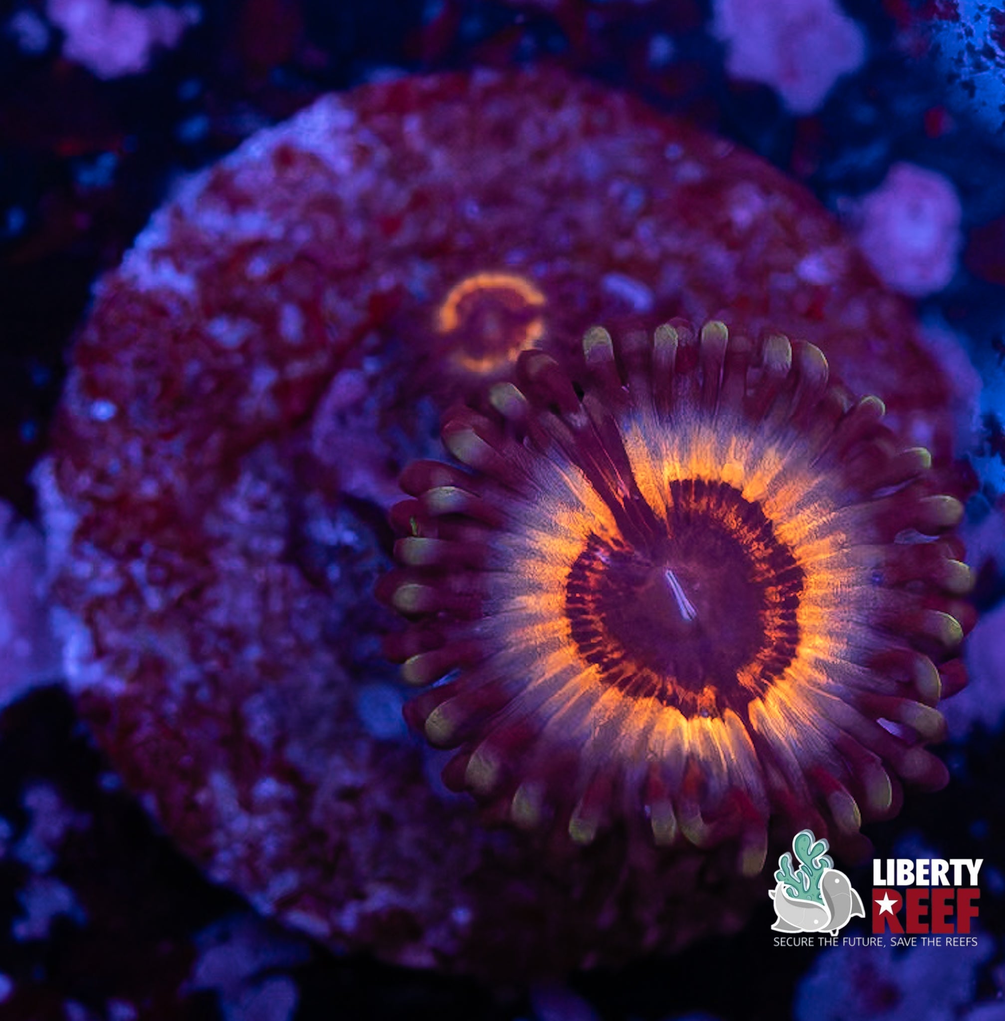 Sonic Flare Zoas