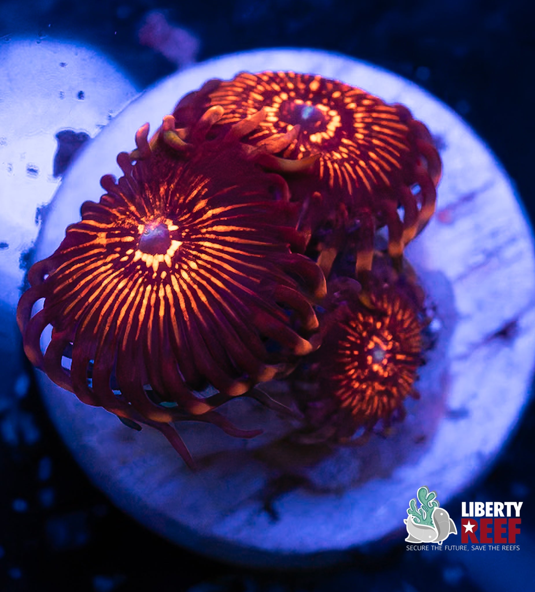 ARC Nightcrawler Zoas