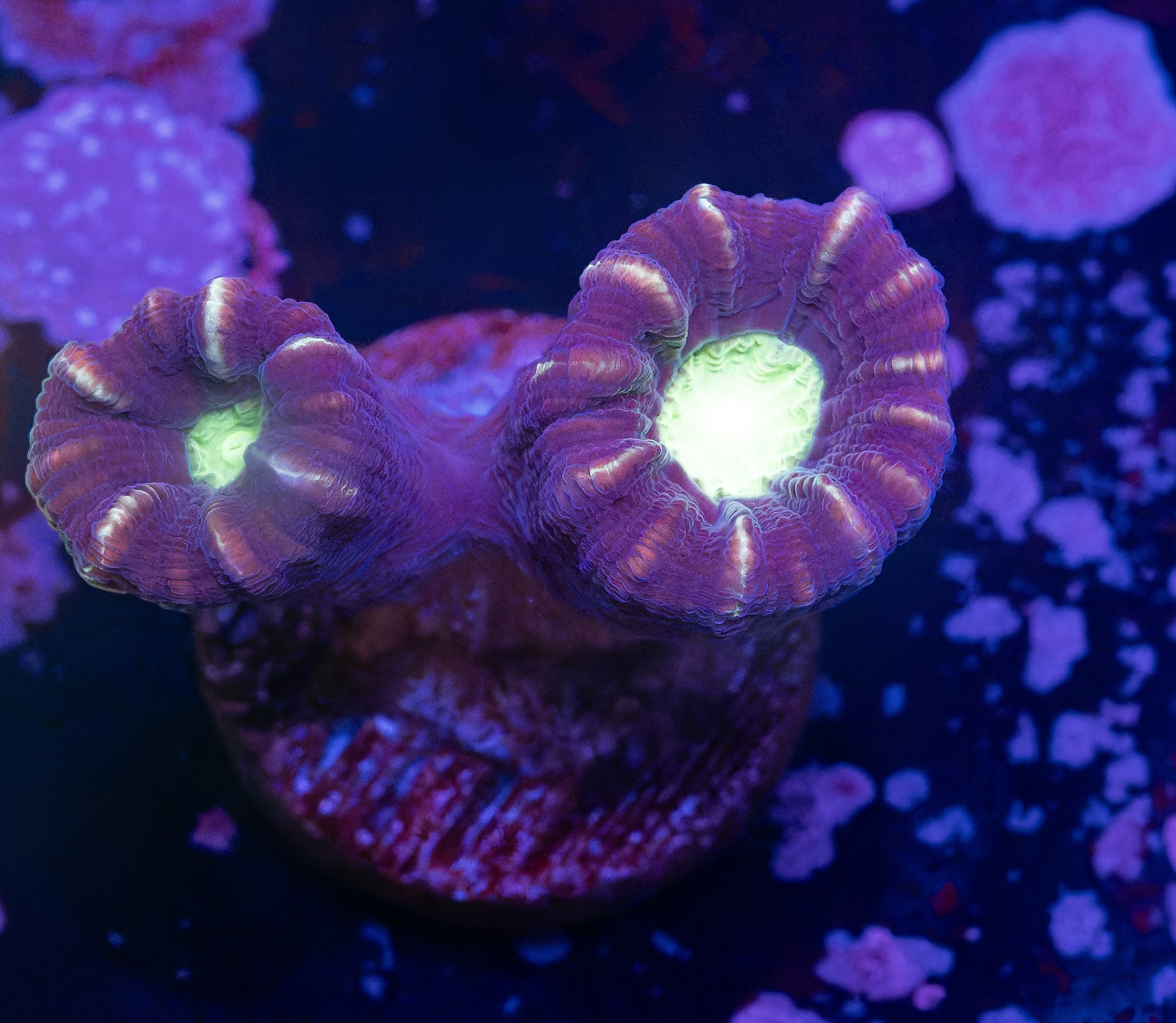 Alien Eye Candy Cane
