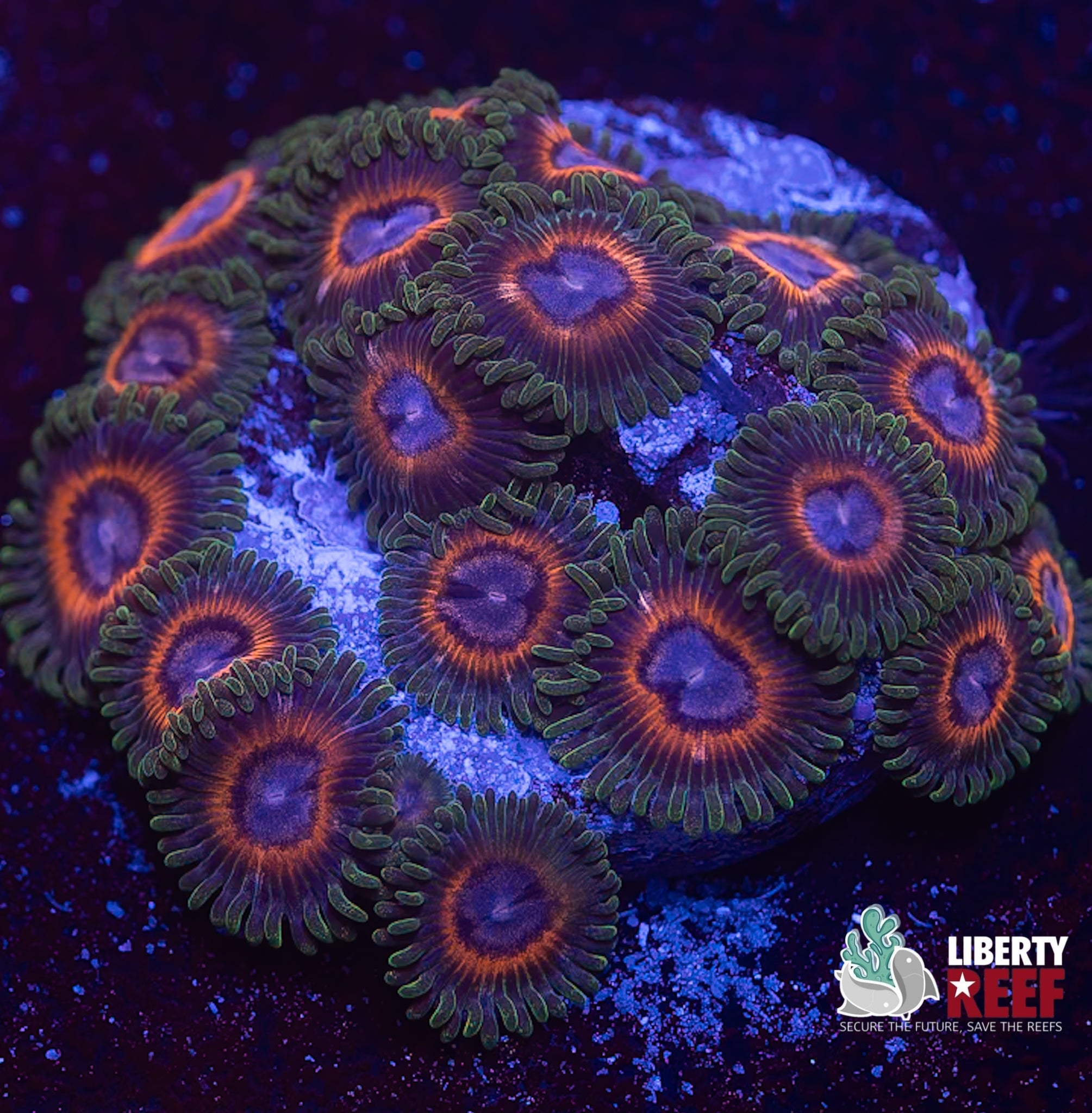 Whammin’ Watermelon Zoas